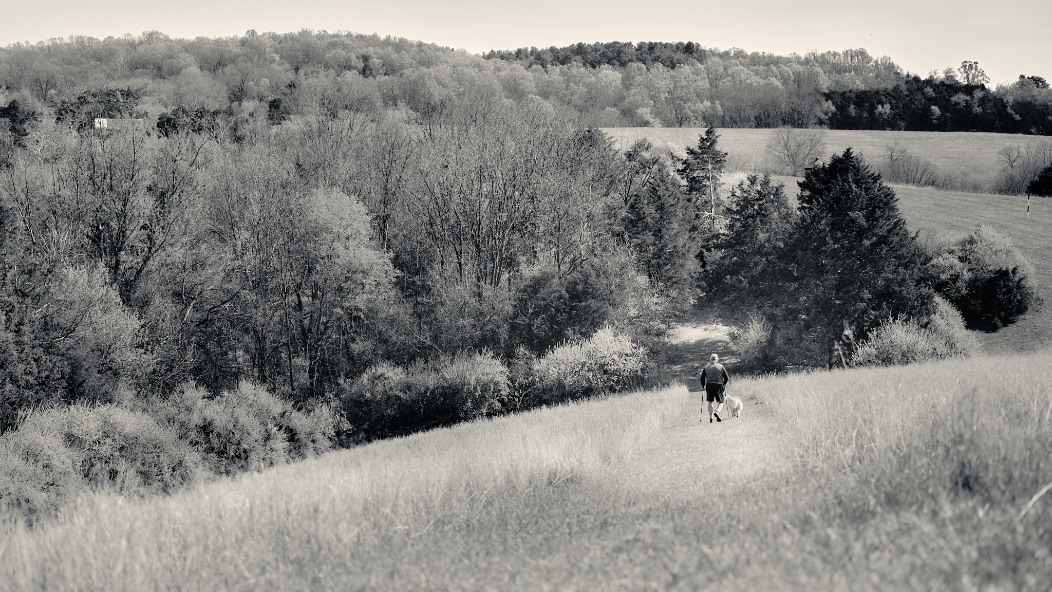 Black and white landscape of rolling hills with person and dog