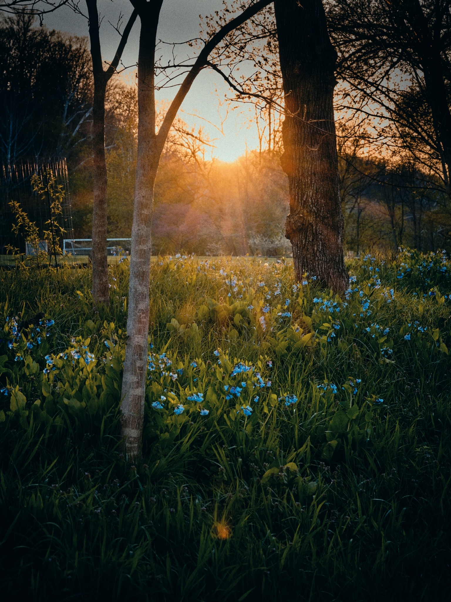 Sunlight filtering through trees over wildflowers in meadow