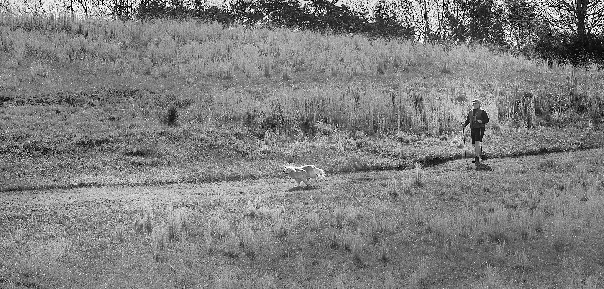 Cropped black and white image of person walking dog on grassy hill