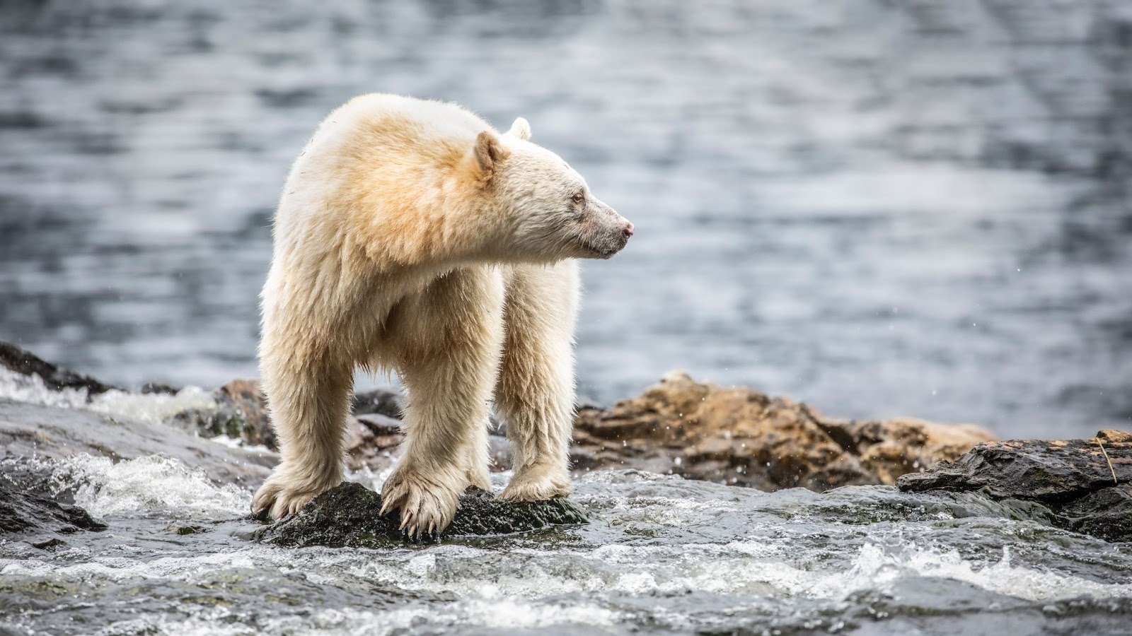 Spirit bear standing on rocky river edge with water flowing behind