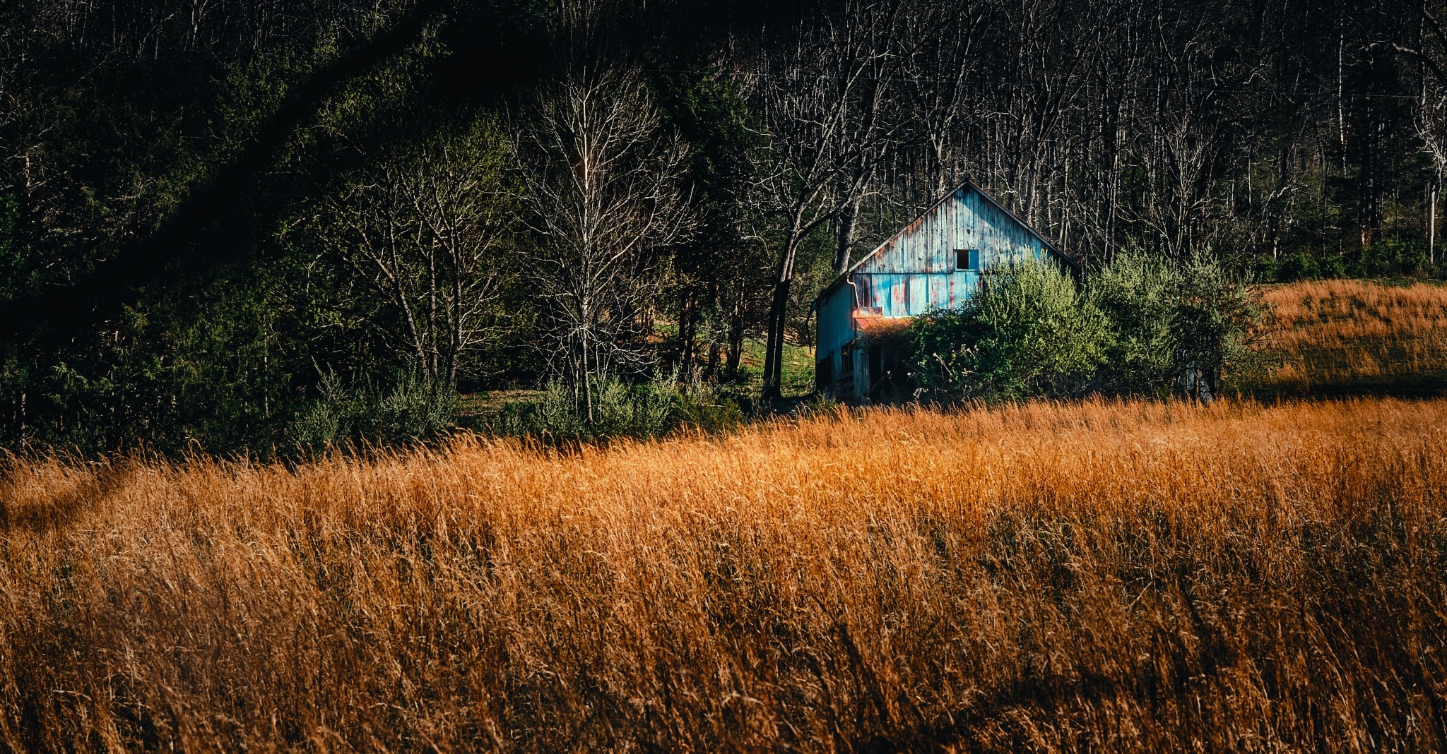Small rustic barn in tall golden grass with forest backdrop