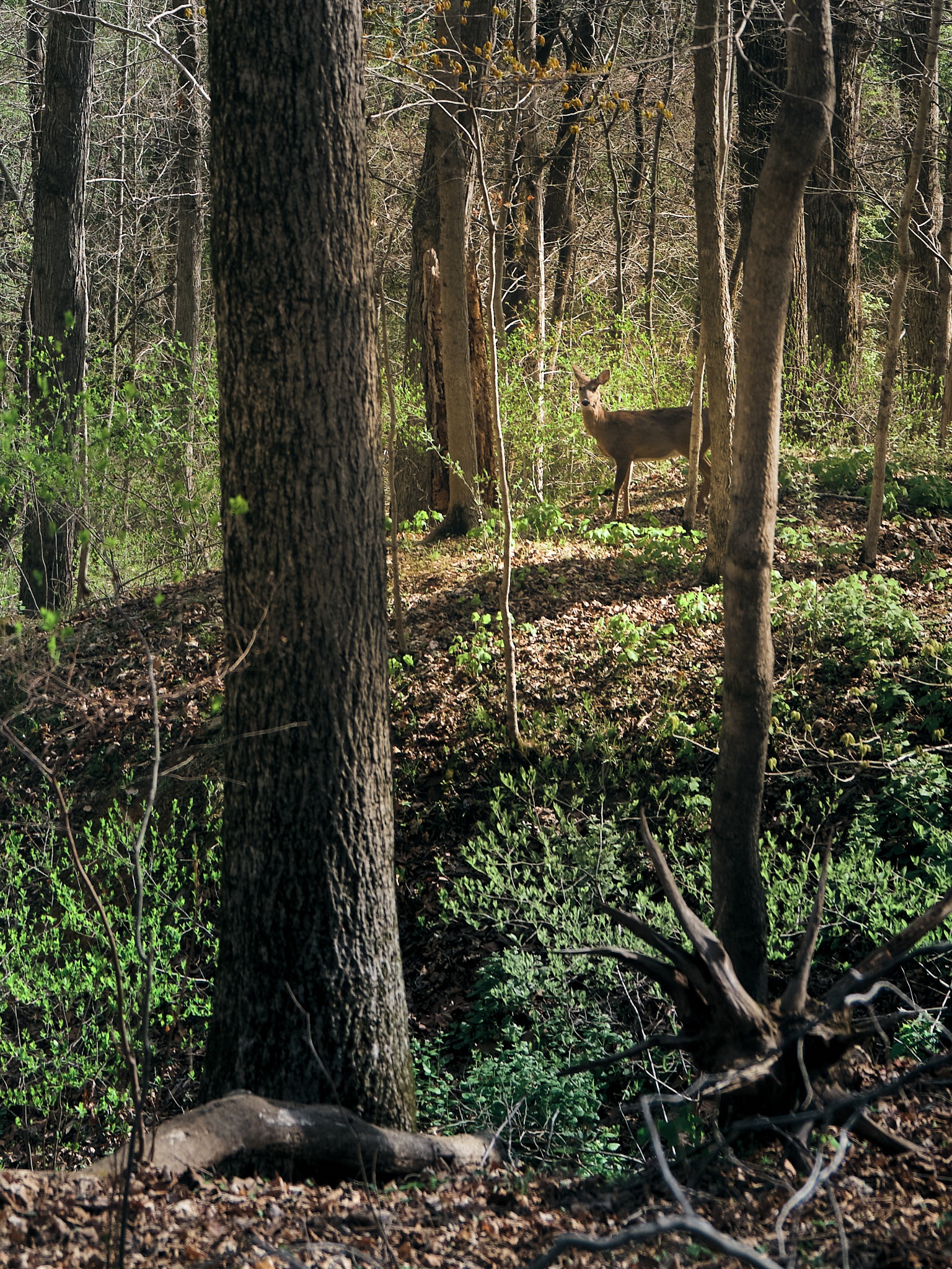 Deer standing alert in wooded area with spring foliage