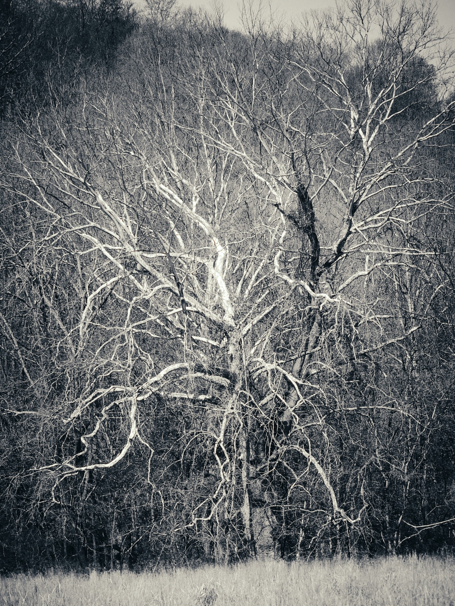 Black and white tree with enhanced contrast and texture