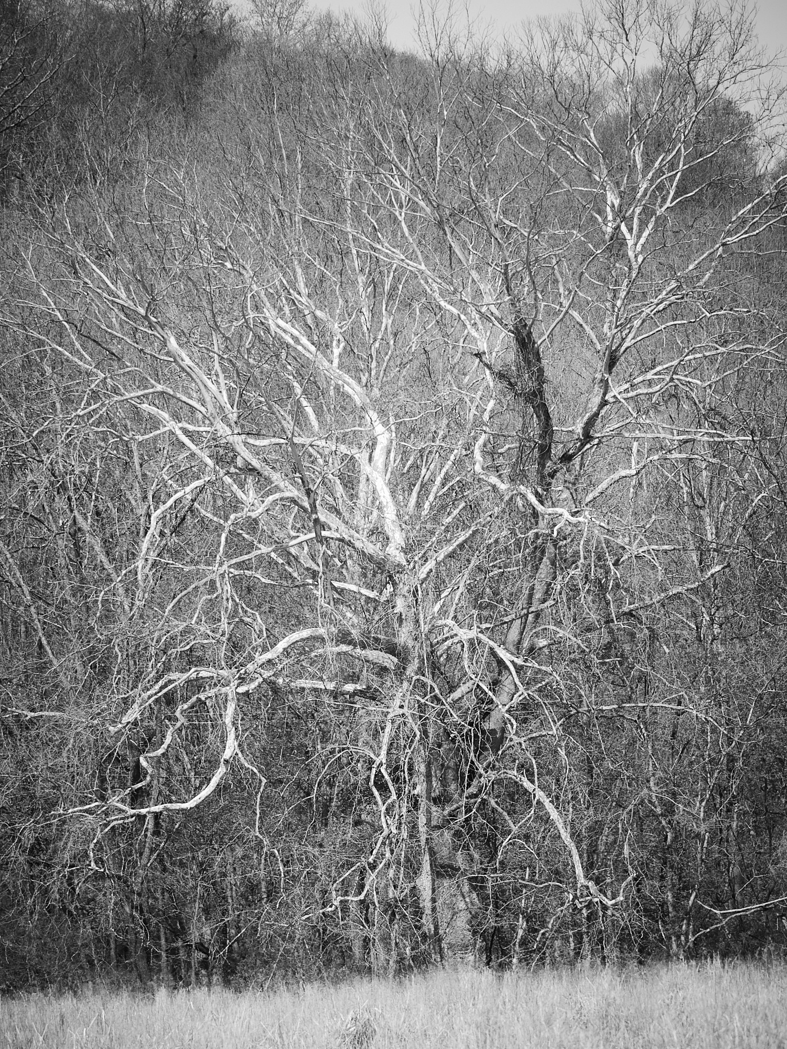 Bare tree with intricate branches in black and white landscape