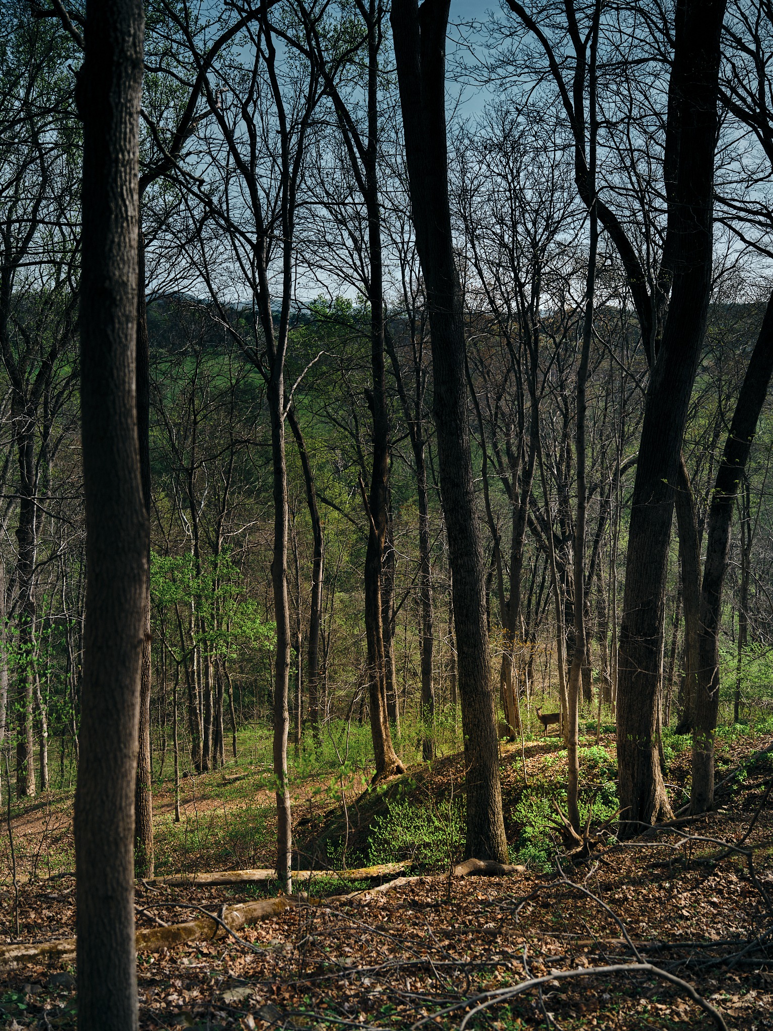 Forest scene with tall trees and soft green light on the ground