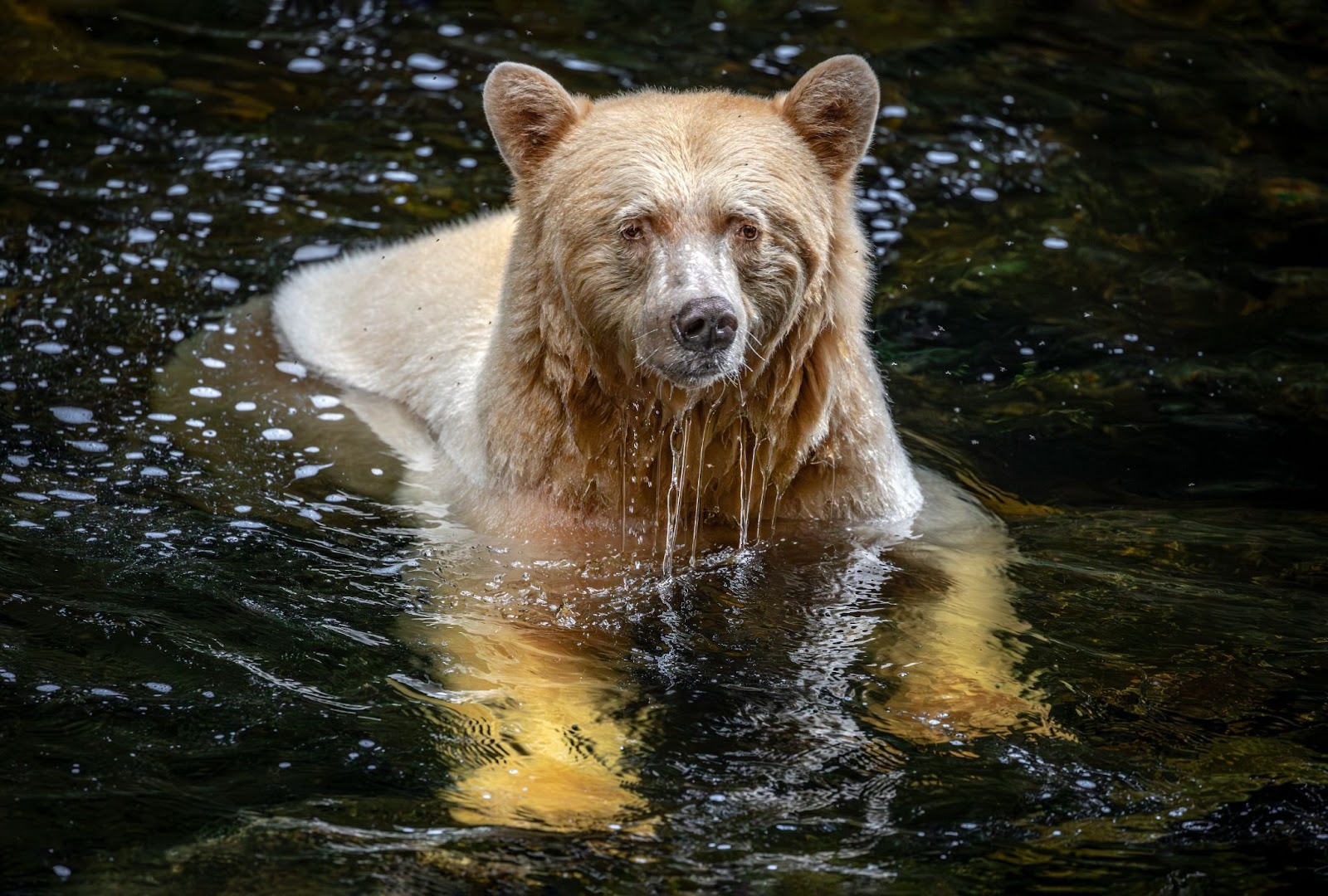 Spirit bear partially submerged in water, droplets hanging from fur