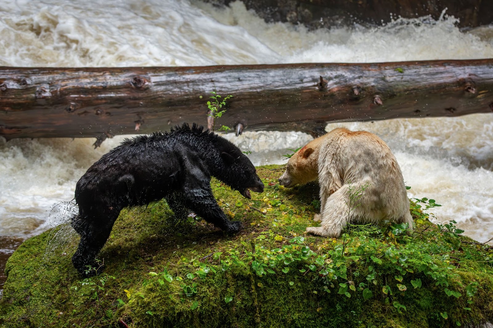 Black bear and spirit bear facing each other on mossy rock by river