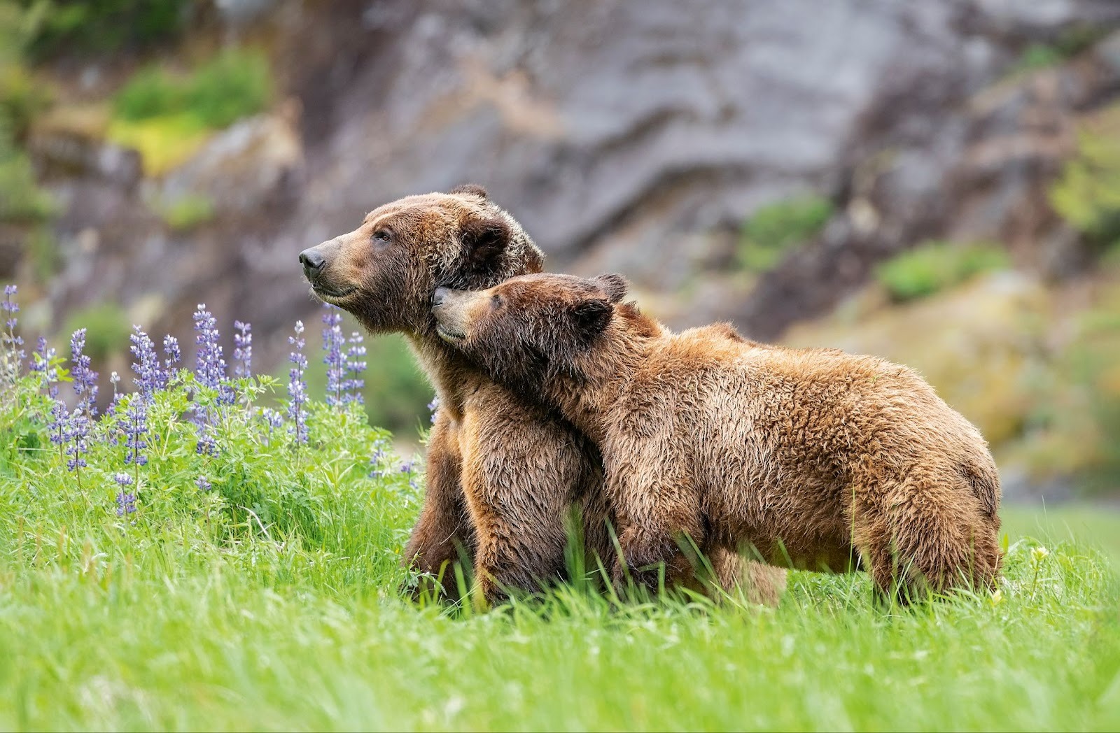 Two brown bears in grass, one nuzzling the other affectionately