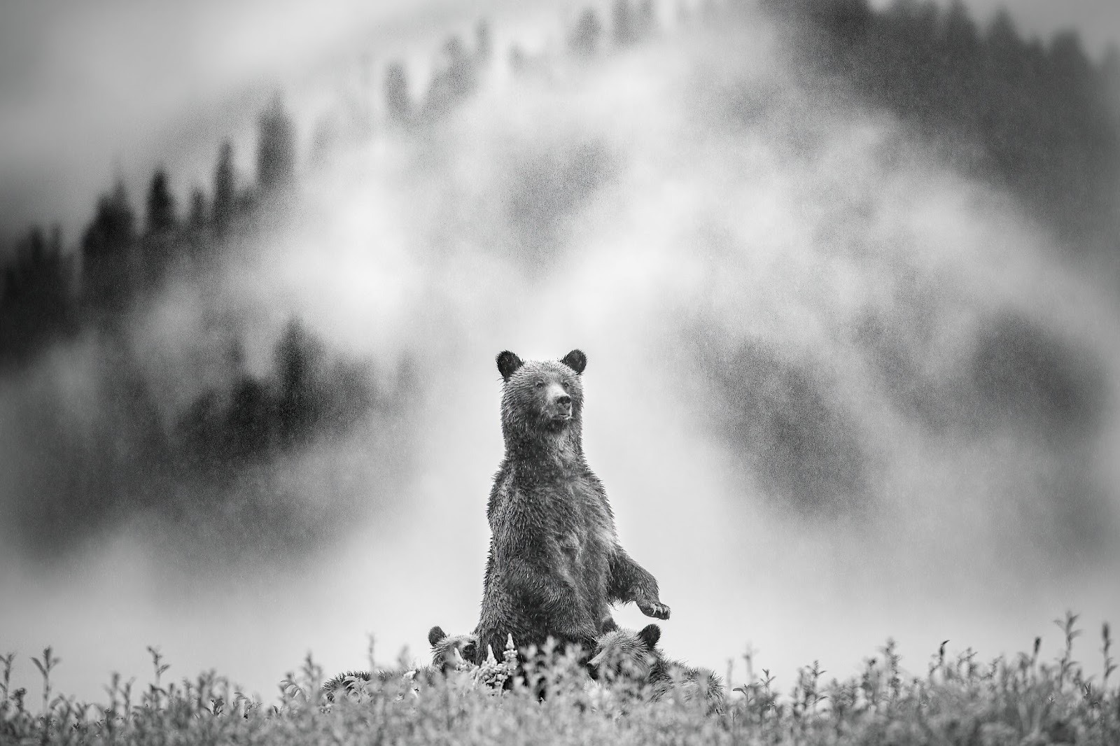 Black and white image of bear standing upright in misty landscape