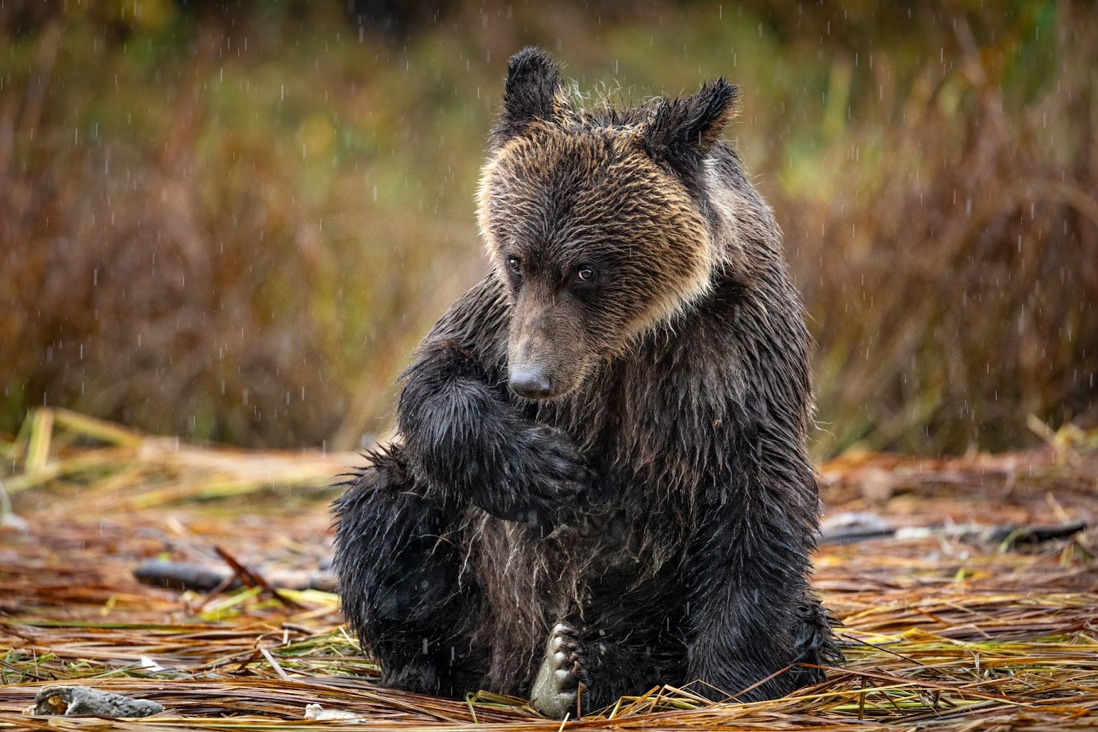 Brown bear sitting in rain, looking down, wet fur in forest setting