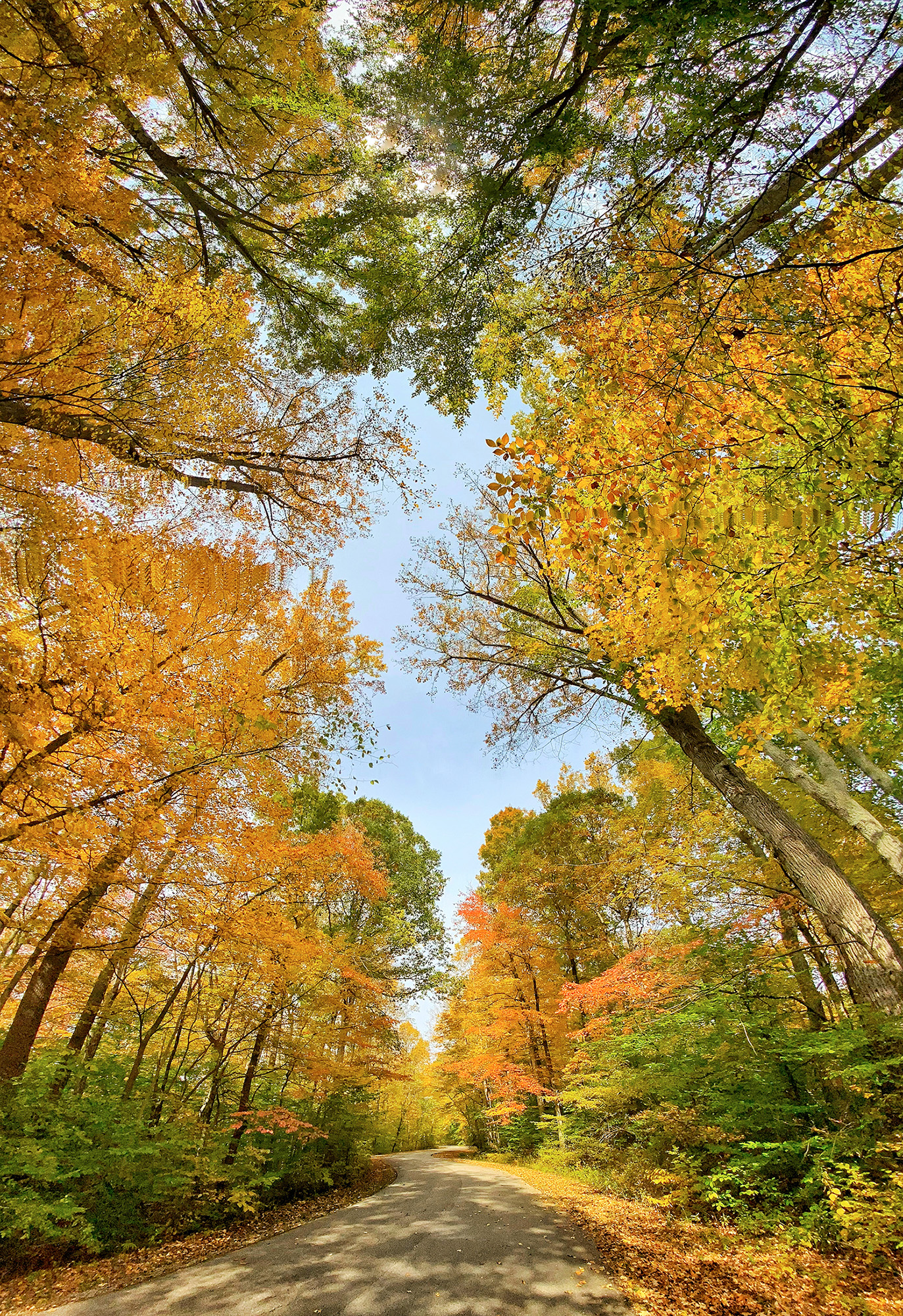 Autumn forest canopy viewed from below along a winding woodland road