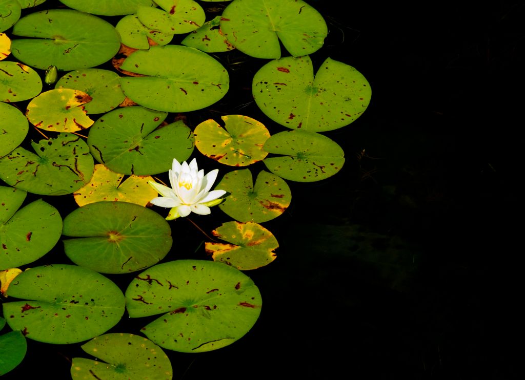 Lilly Blossom Saranac Lake Cropped