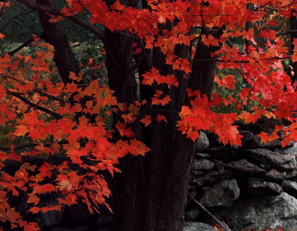Maple Tree Etna NH