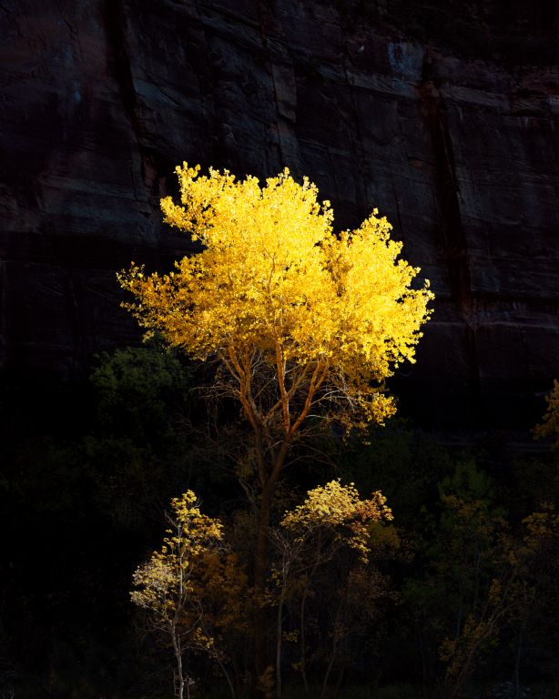Sunlit Tree Zion Narrows Trail