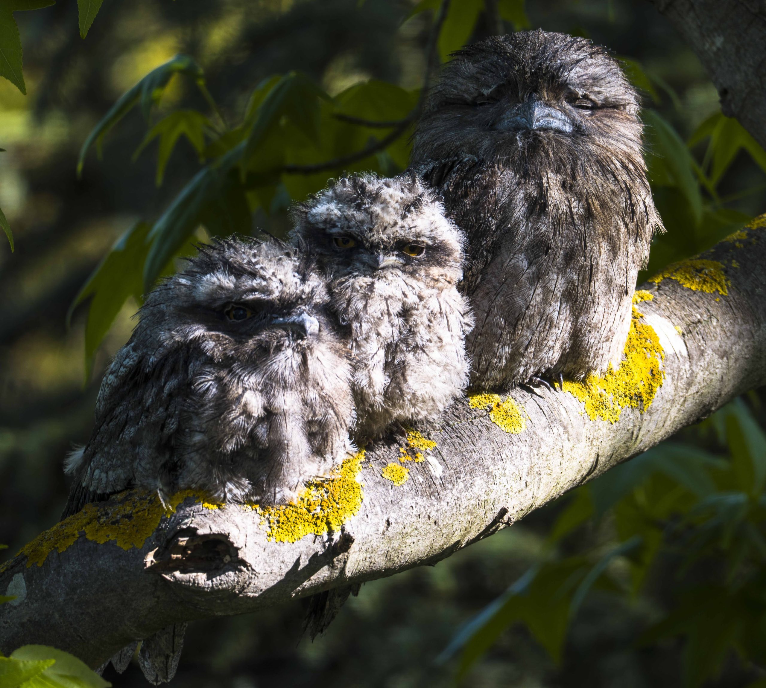 john manger serenity