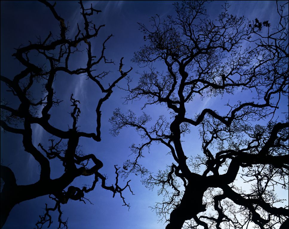 live oaks