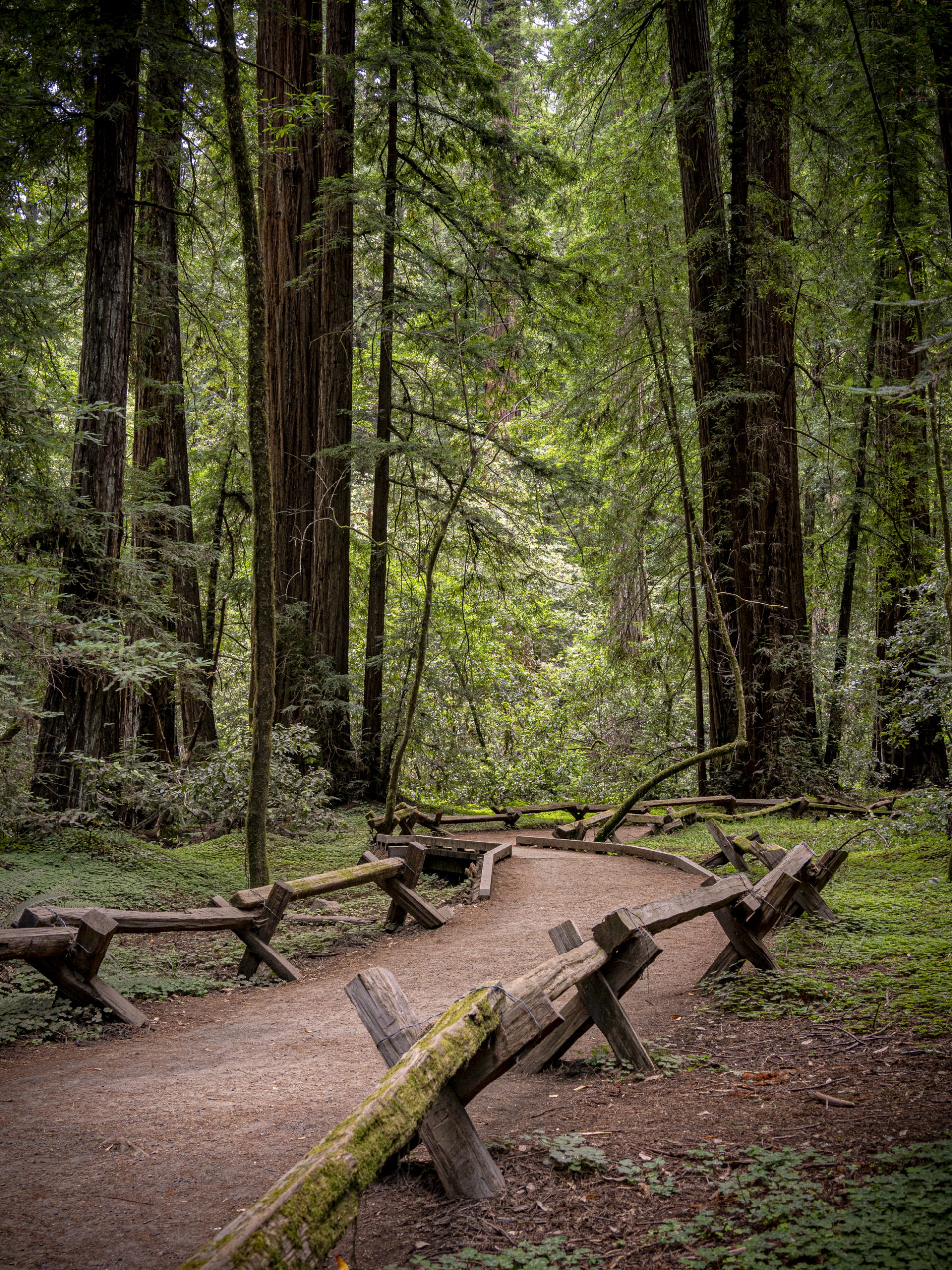 lynn carter serrenity Walk in The Woods