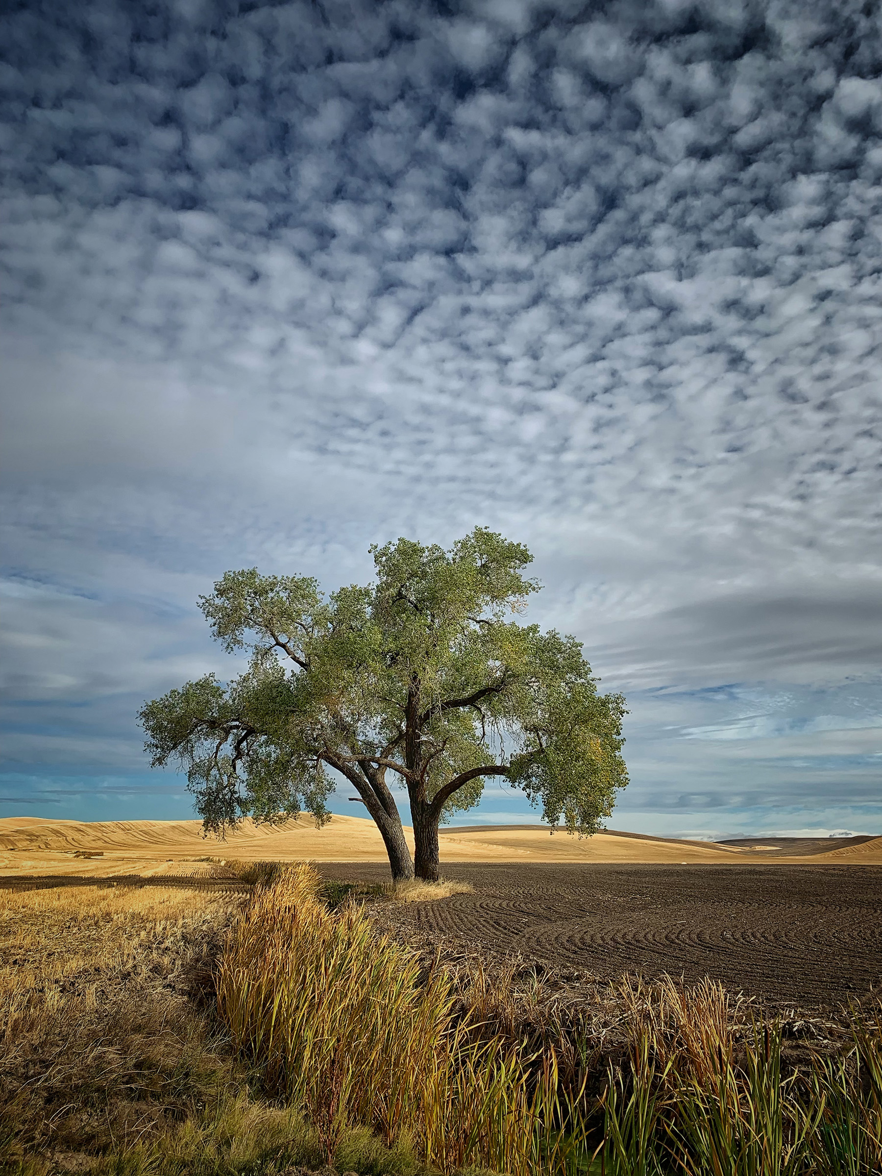 Lone tree landscape enhanced with SnapSeed masking and selective tonal adjustments.