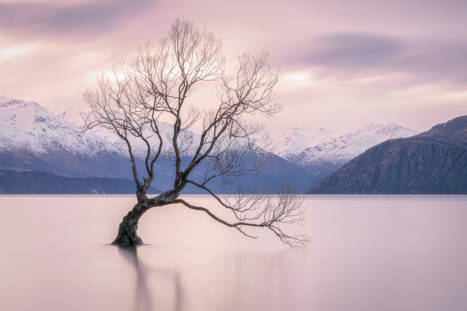 don owers serenity The Tree in Winter