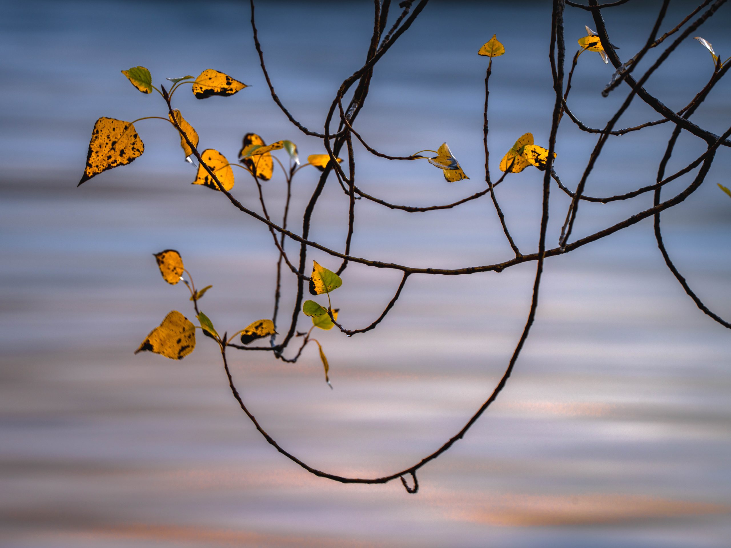 don owers serenity Poplar leaves, Clutha River