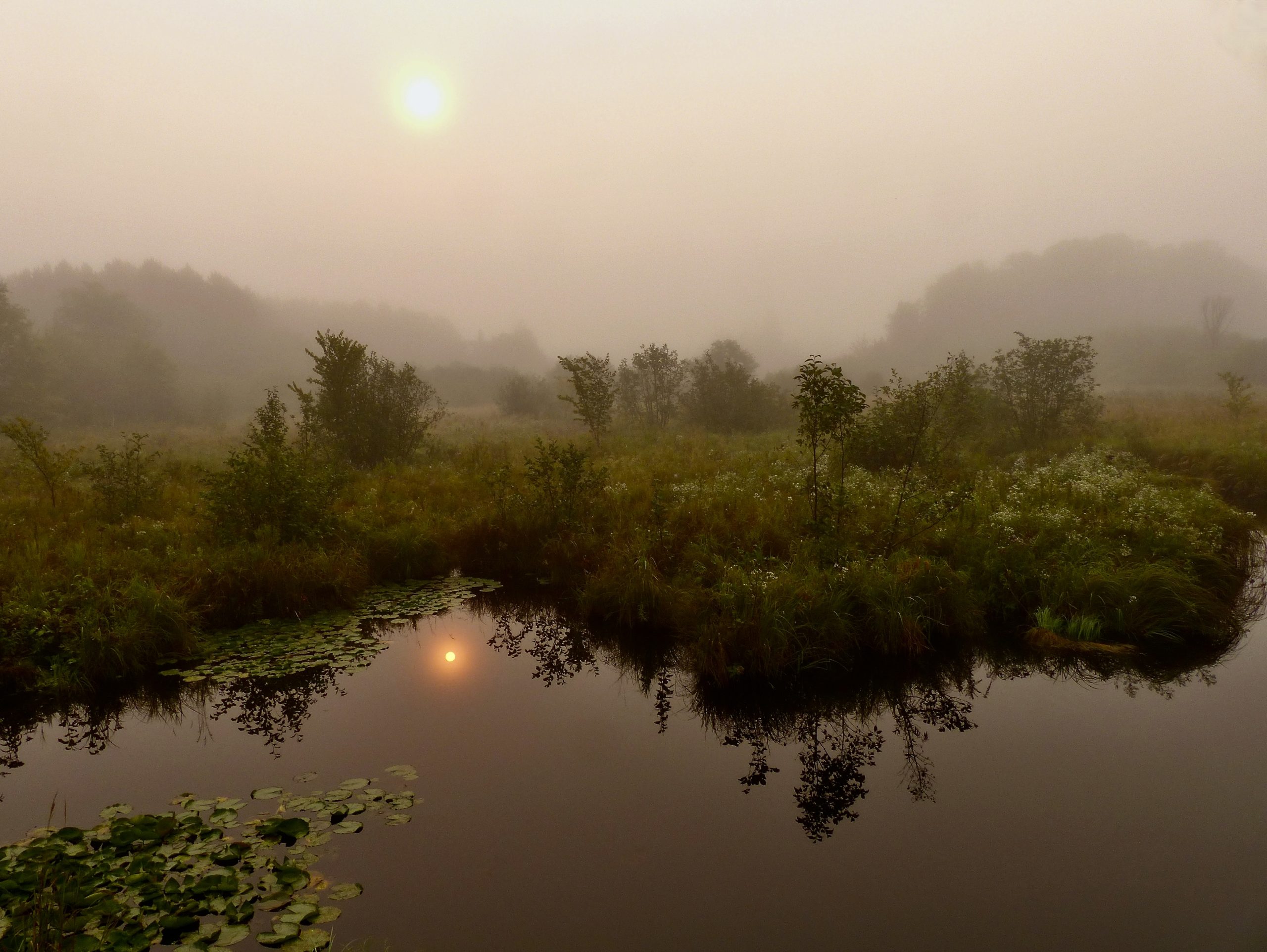 hans schmitt serenity
