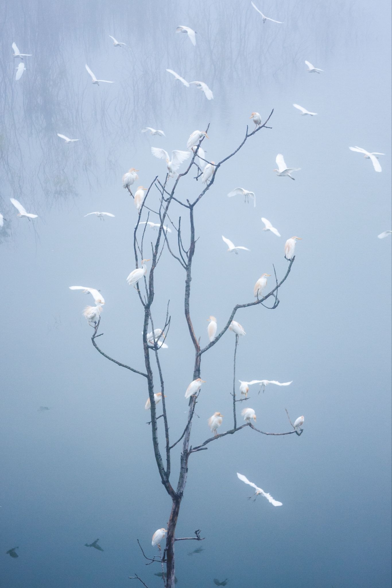 White wading birds perched on a tree in a misty southern wetland