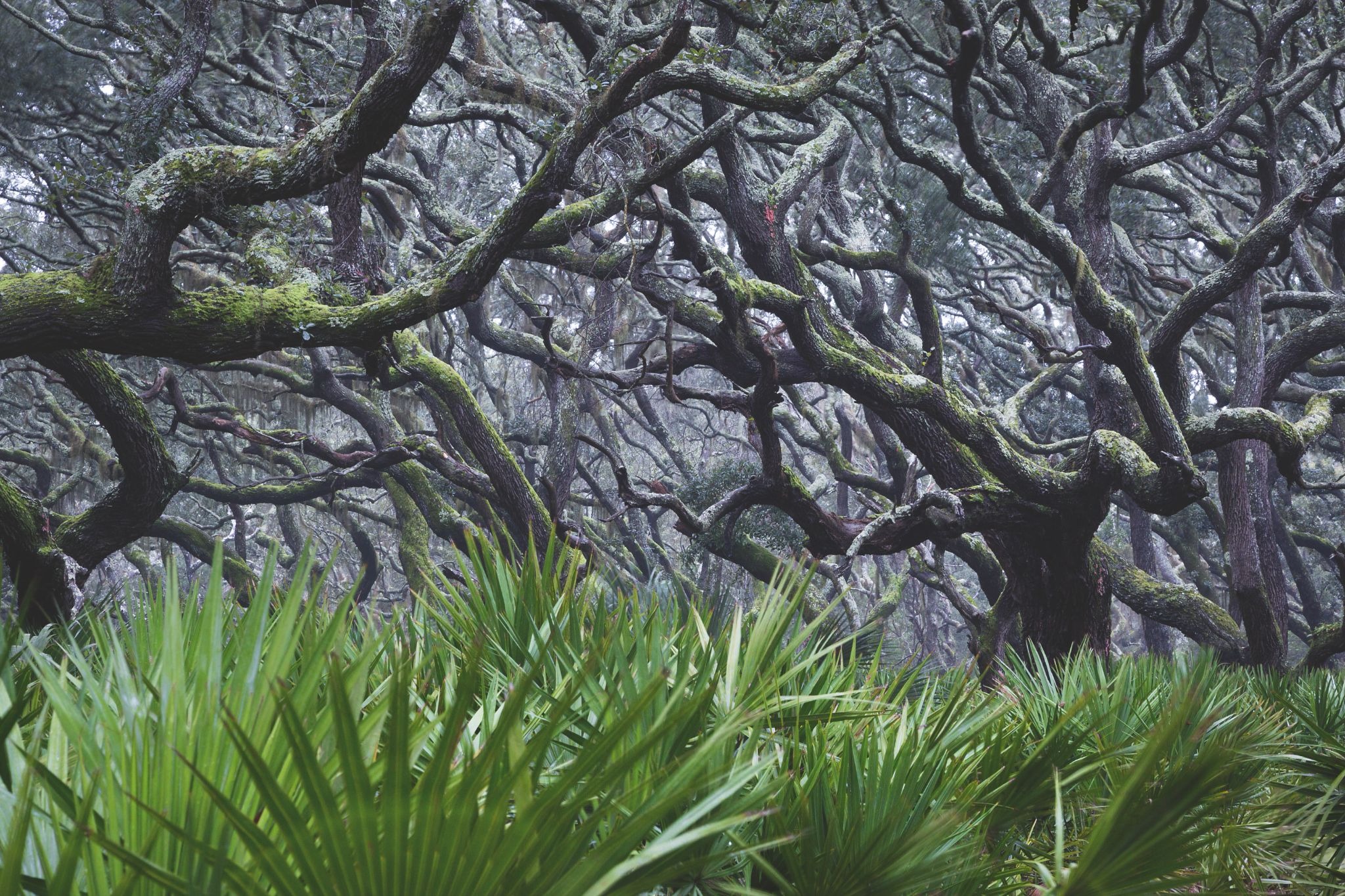 Twisted live oak forest showcasing the unique landscapes of the Southeast