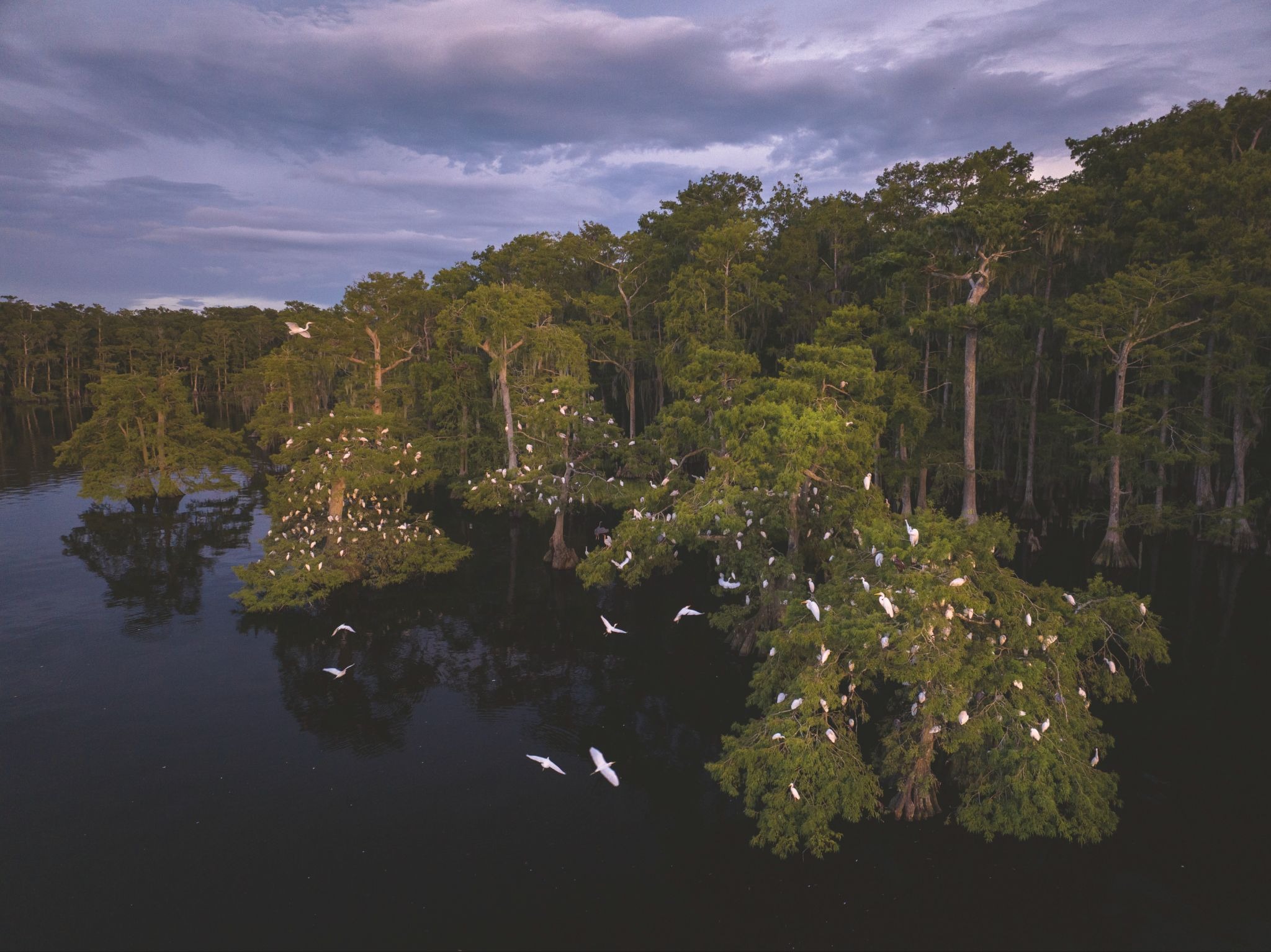 Wading birds gathering above a cypress swamp at dusk