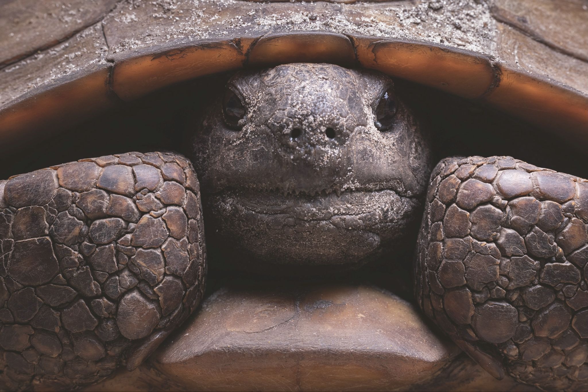 Close-up portrait of a turtle native to southeastern wetland habitat