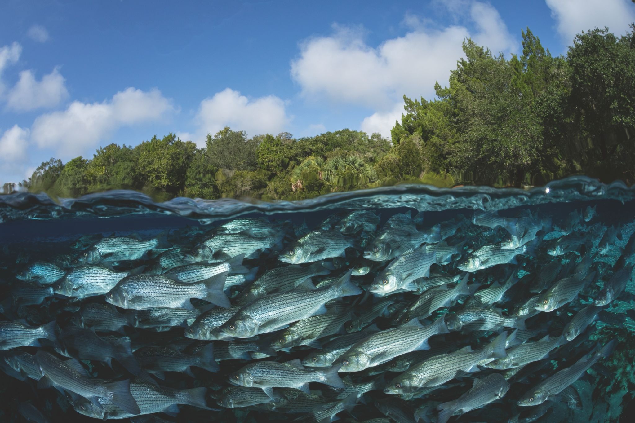 School of fish swimming in clear water beneath a southern wetland shoreline