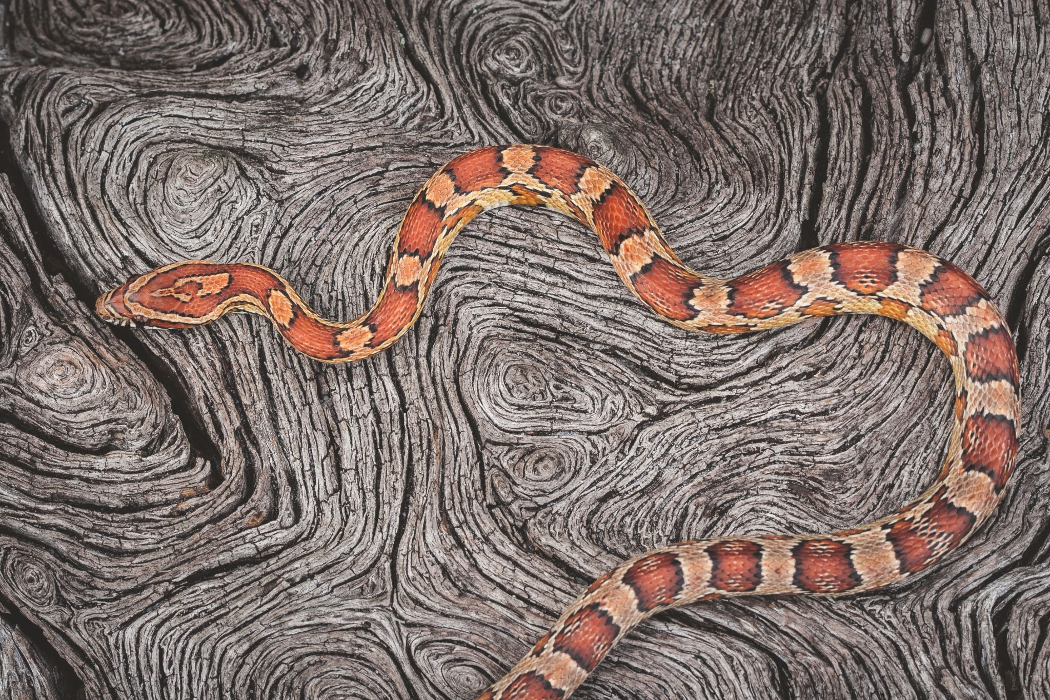 Colorful snake resting on weathered wood in a southeastern ecosystem
