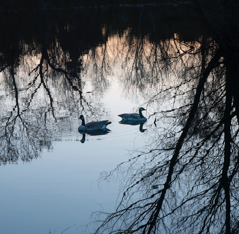john macmorris serenity Dc Mar Geese West Pond