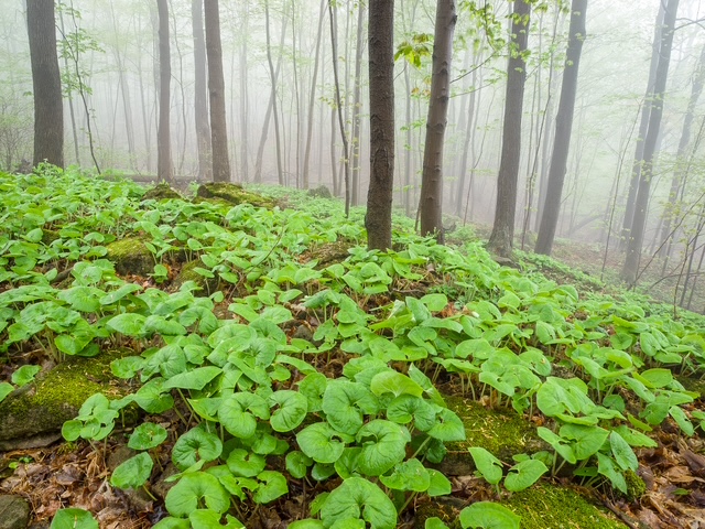 Wild ginger covering the forest floor in spring along the Bruce Trail in Hamilton, Ontario