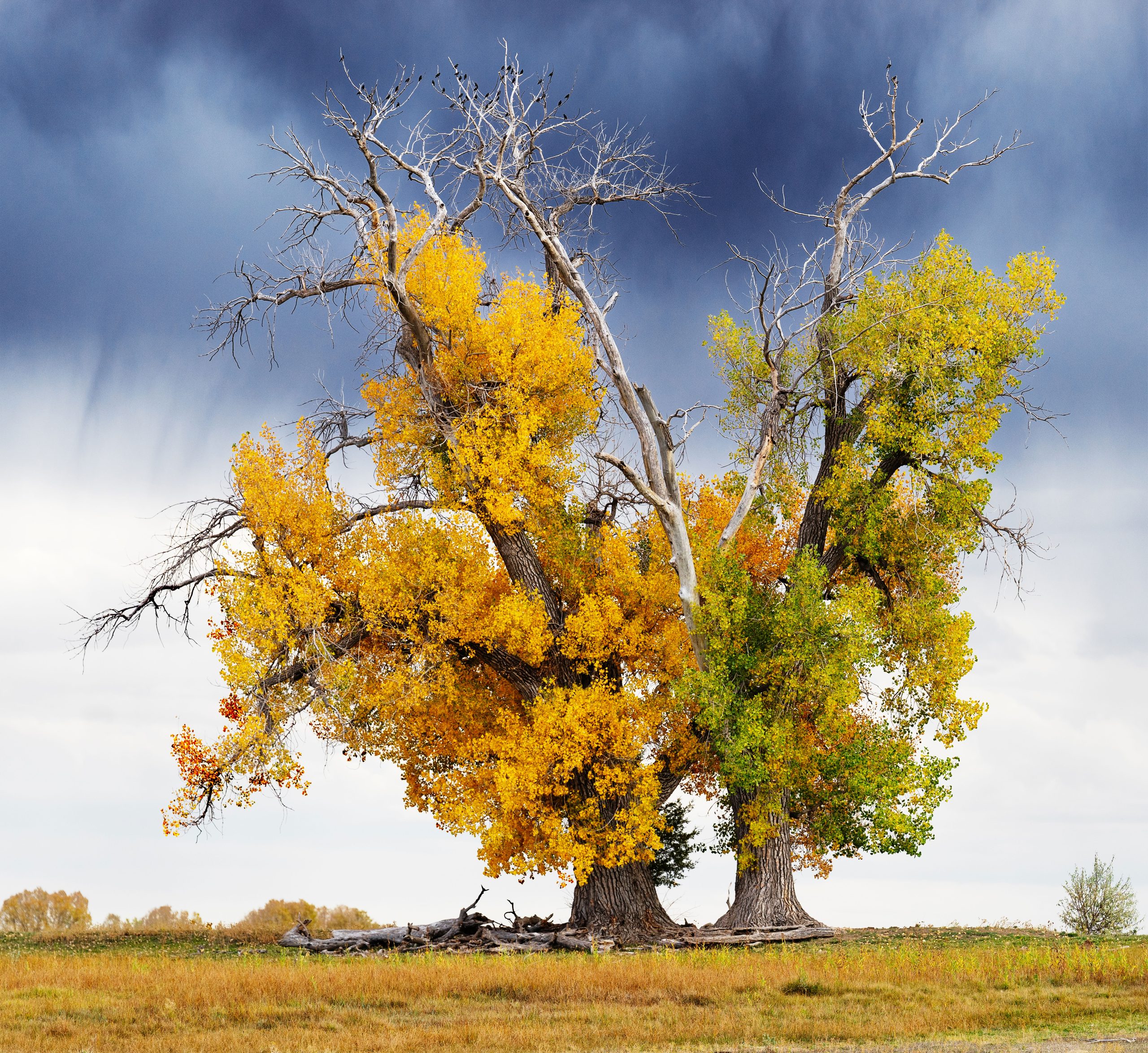 douglas doughty chaos cottonwood