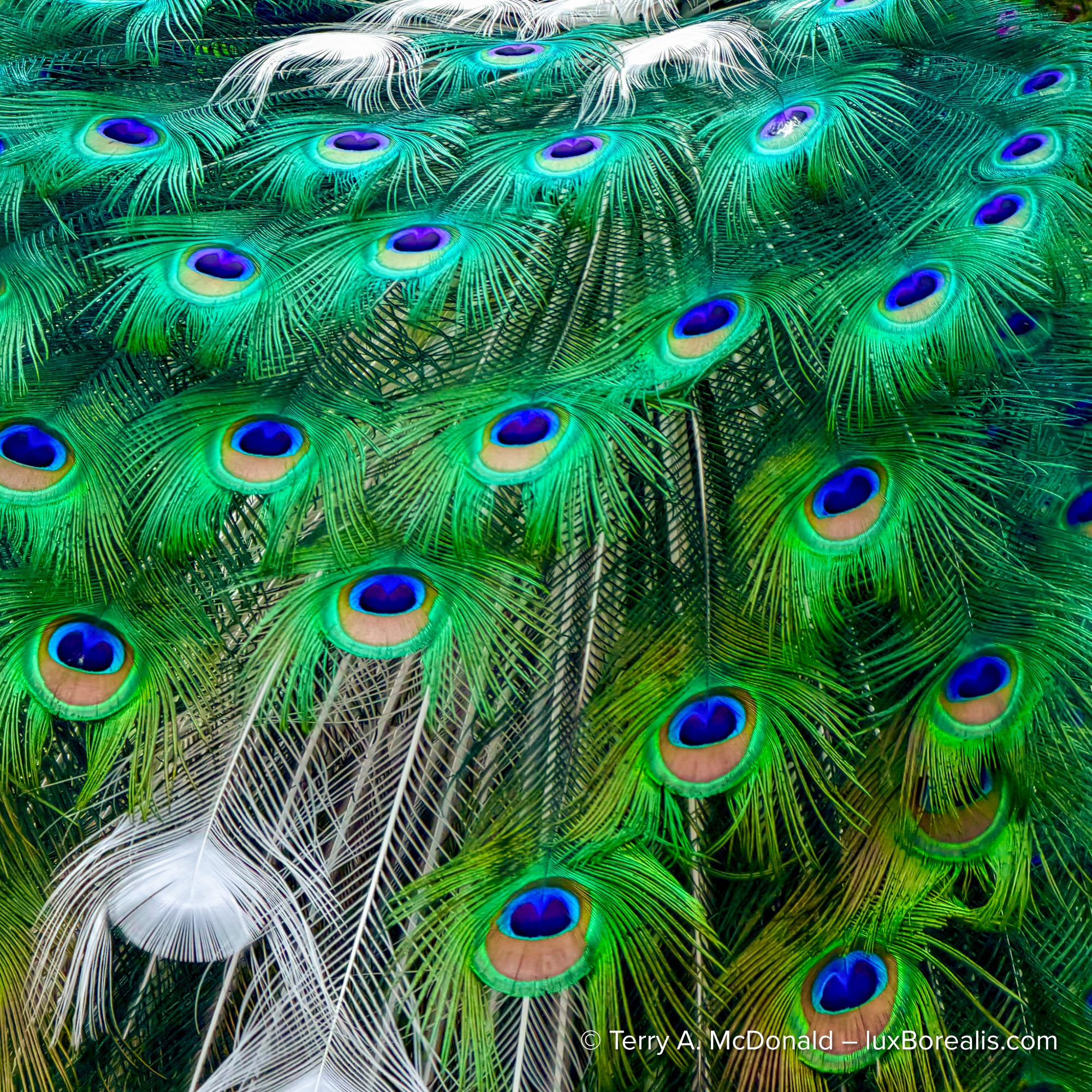 Close-up of colorful peacock feathers with vivid blue and green eye patterns