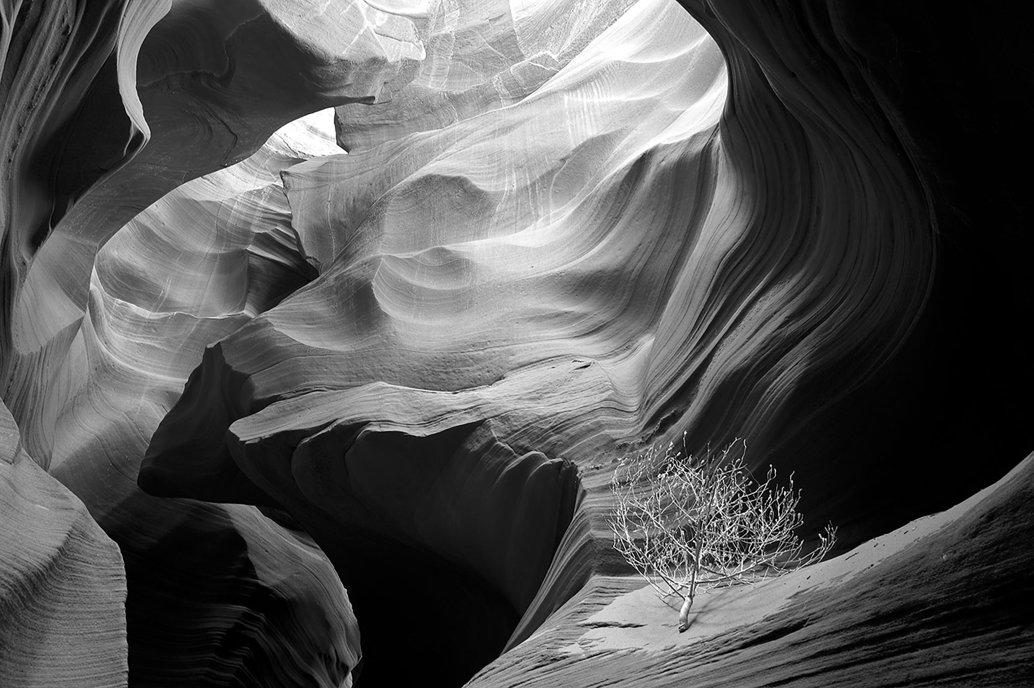 Black-and-white view of a sculpted slot canyon with a lone desert shrub