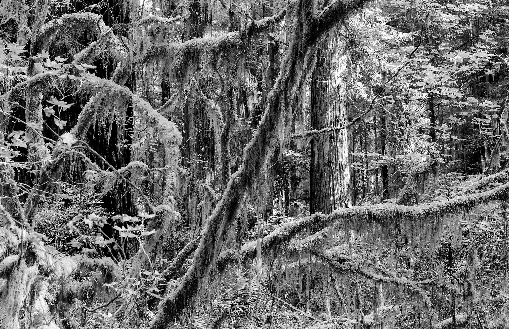 Moss-covered trees and branches in a dense old-growth forest