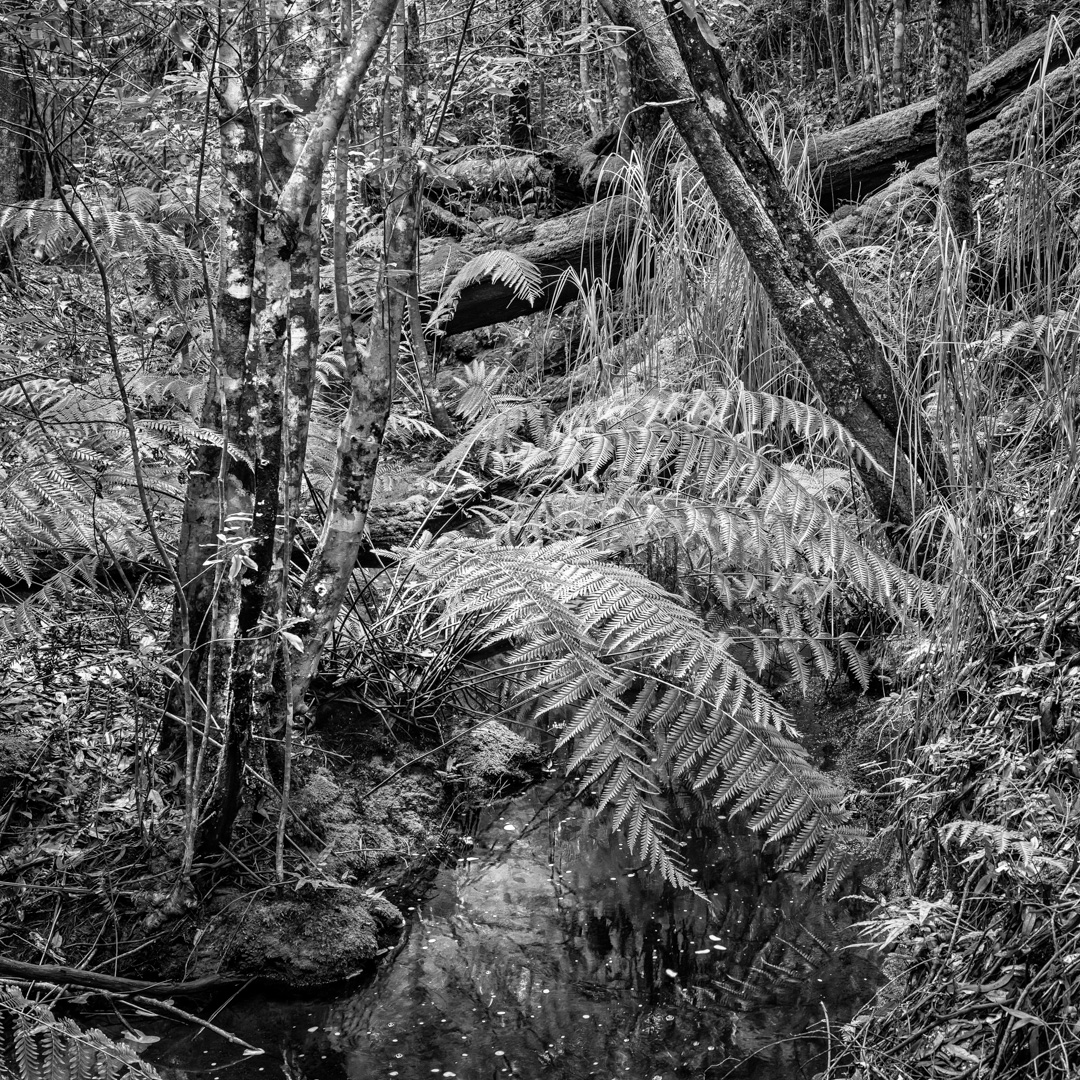joseph horvat chaos Ferns on creek