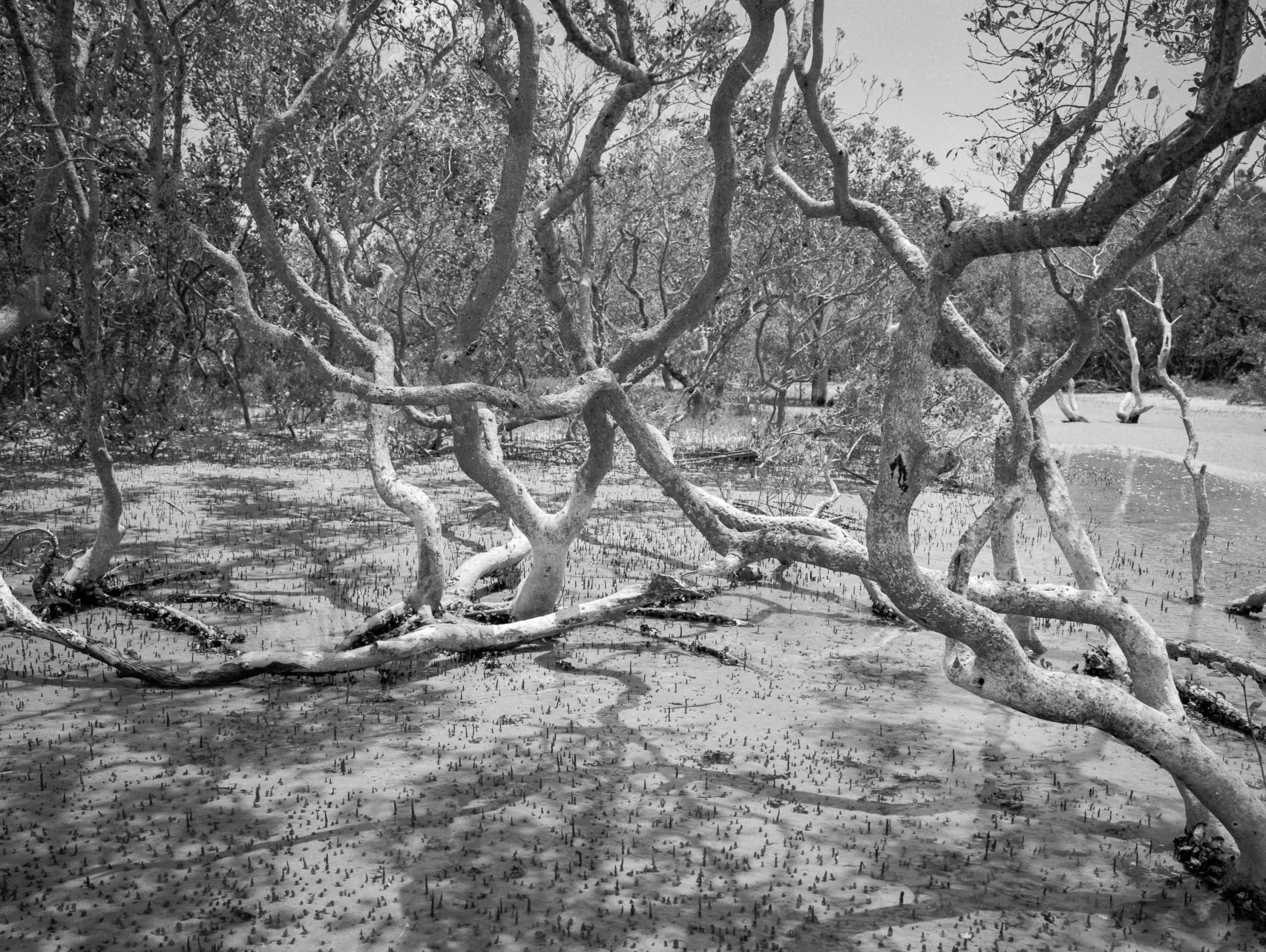 peter campbell chaos River Mangroves ( of )