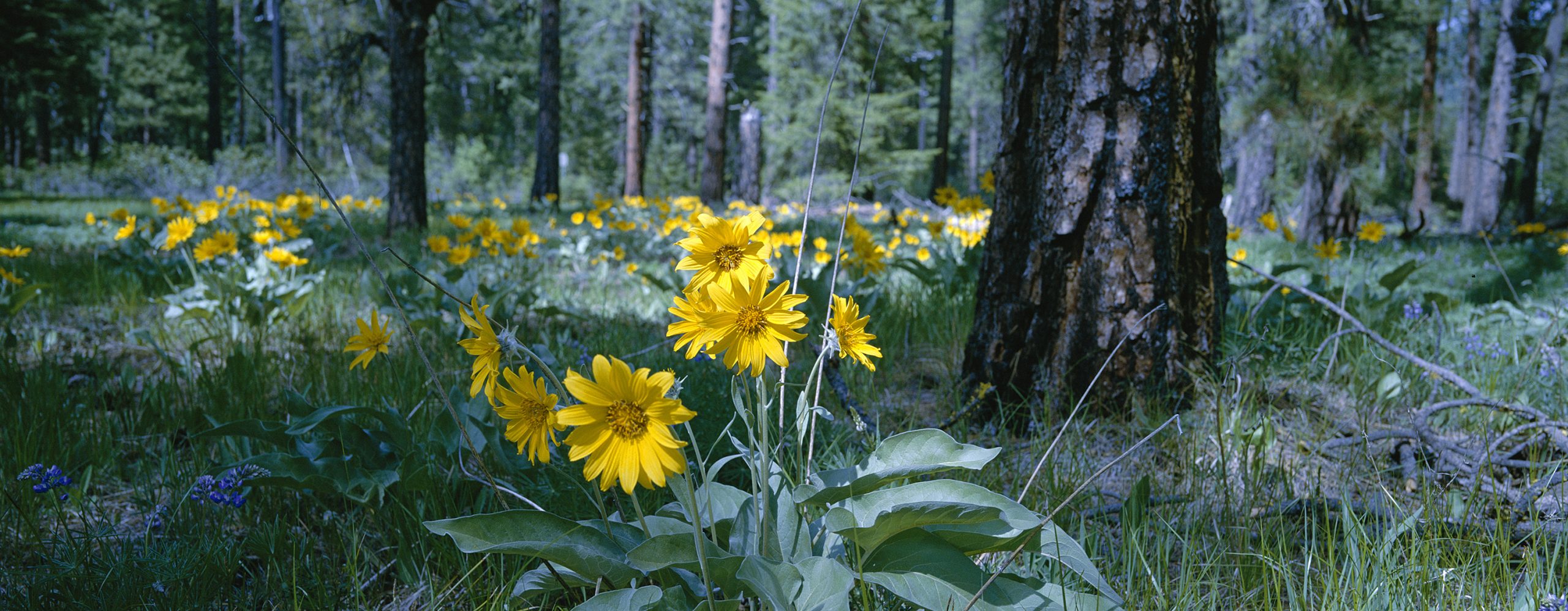 JS XPan Chelan County px