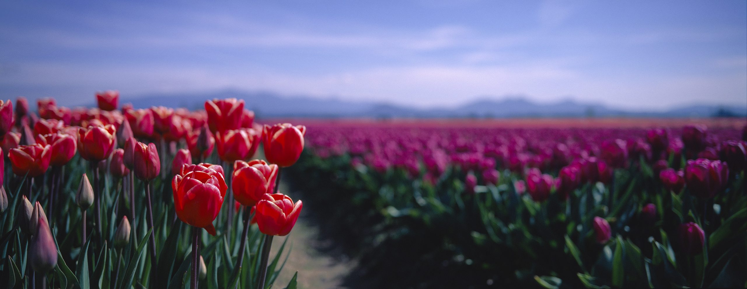JS XPan Tulips px