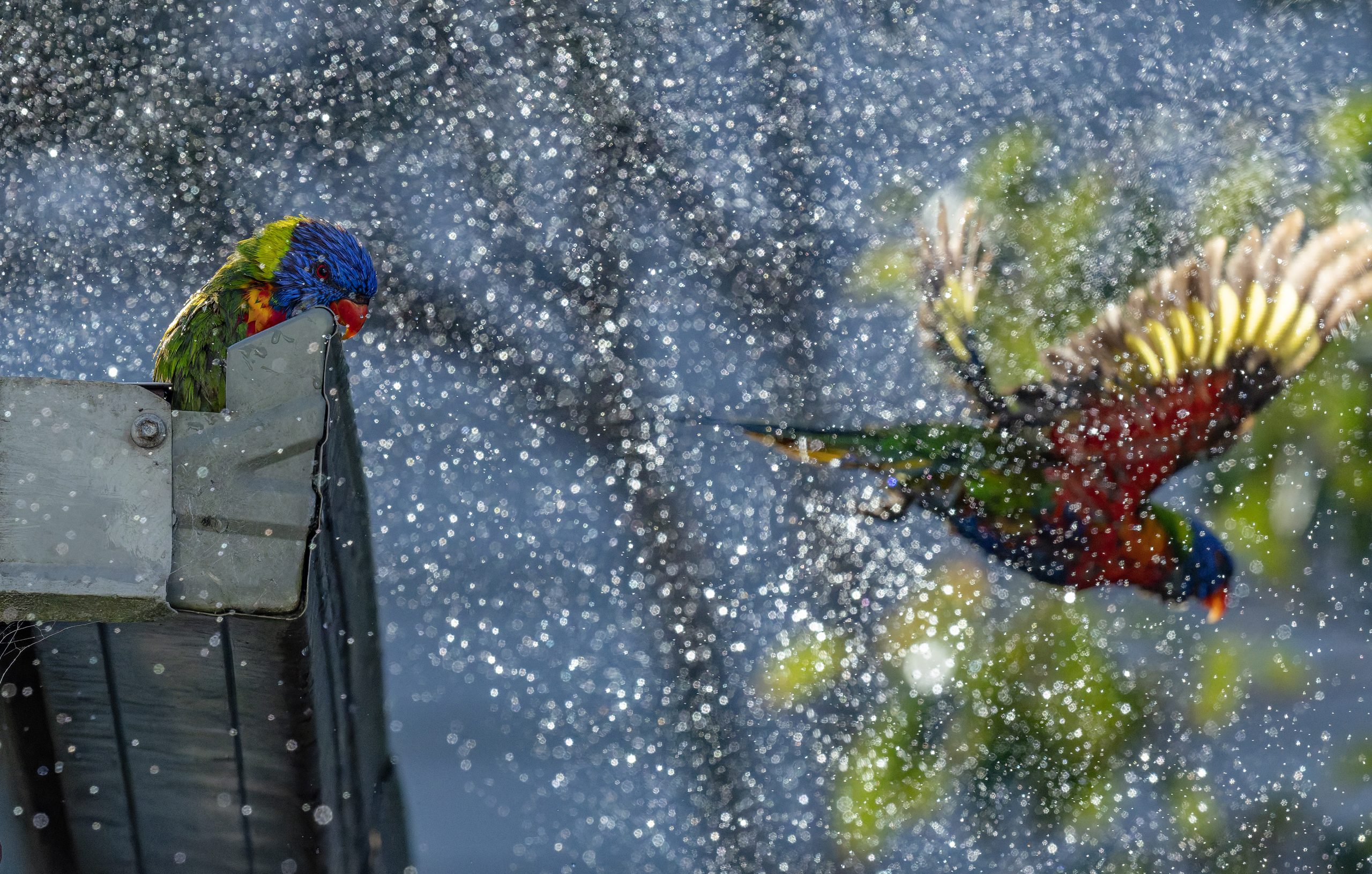 alan johnston compostion Lorikeets Bathing