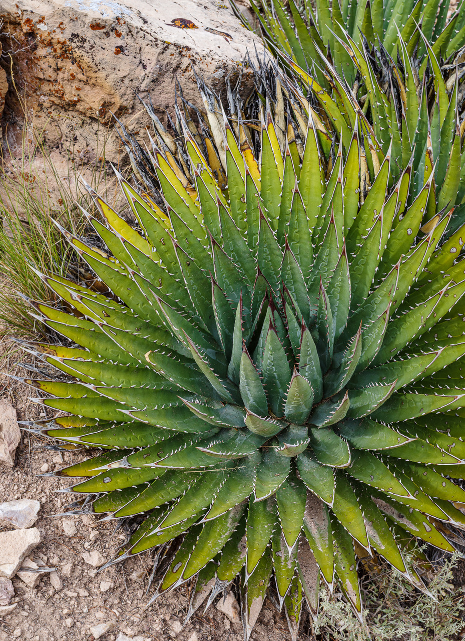 mike rank composition Pt Sublime Agave