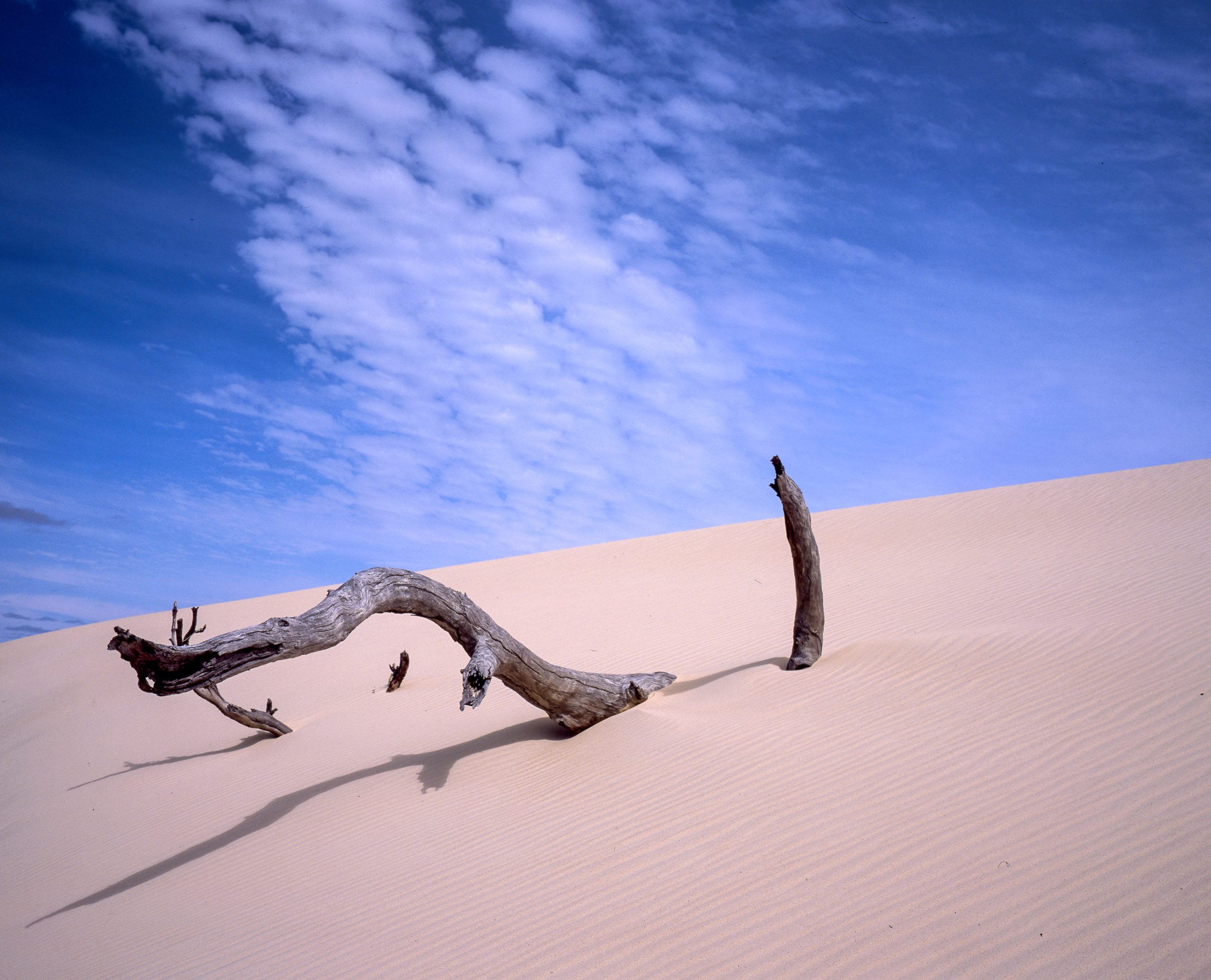 peter campbell composition yeagarup dunes