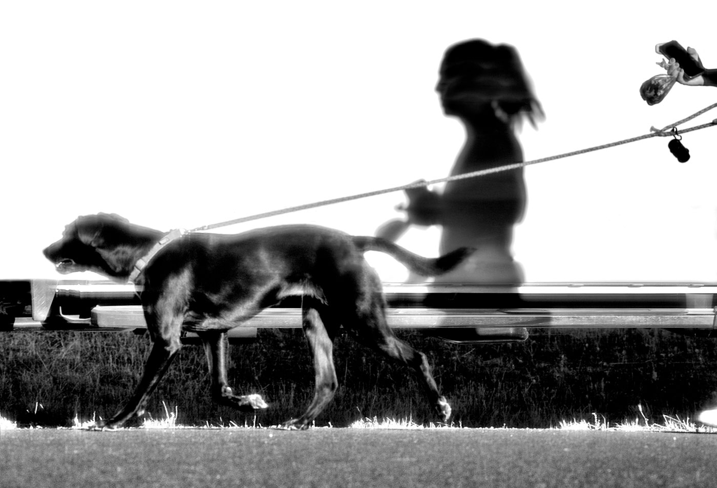 stephanie luke composition dog runner