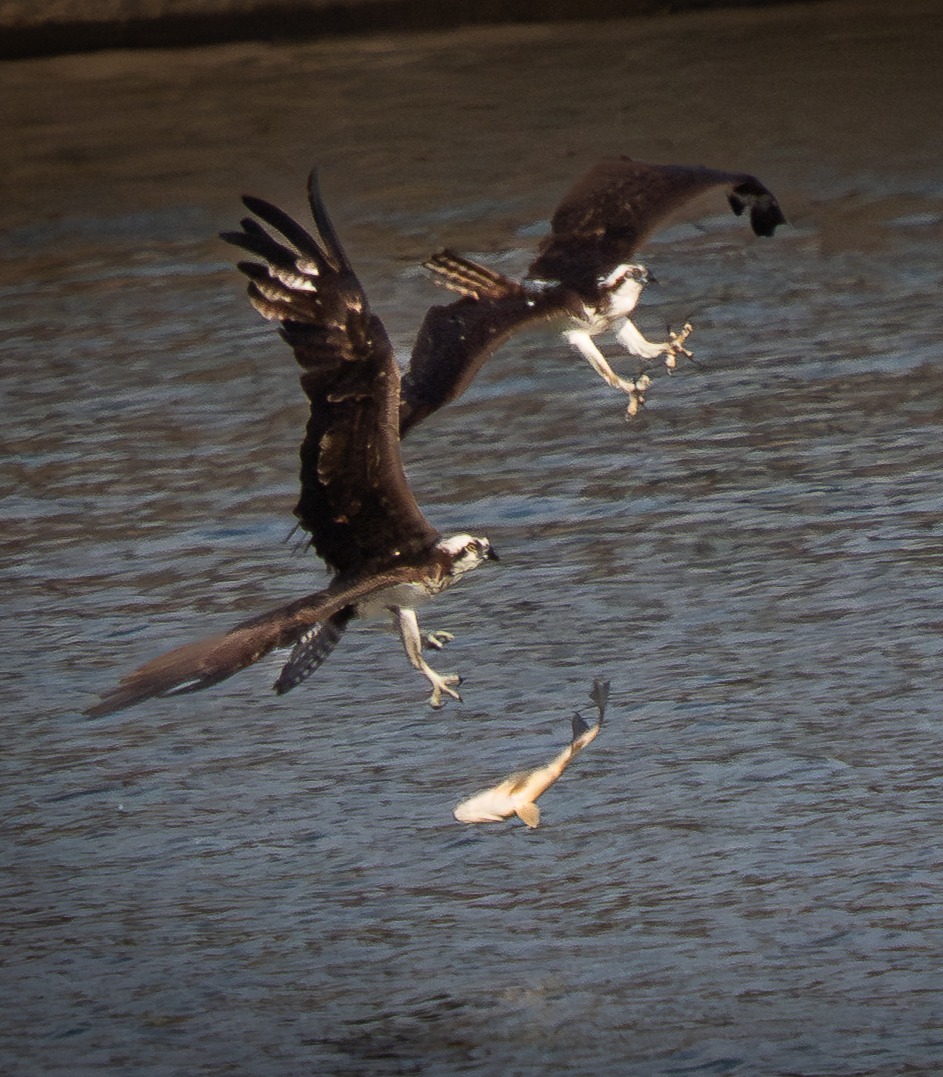 thomas saunders composition osprey and fish