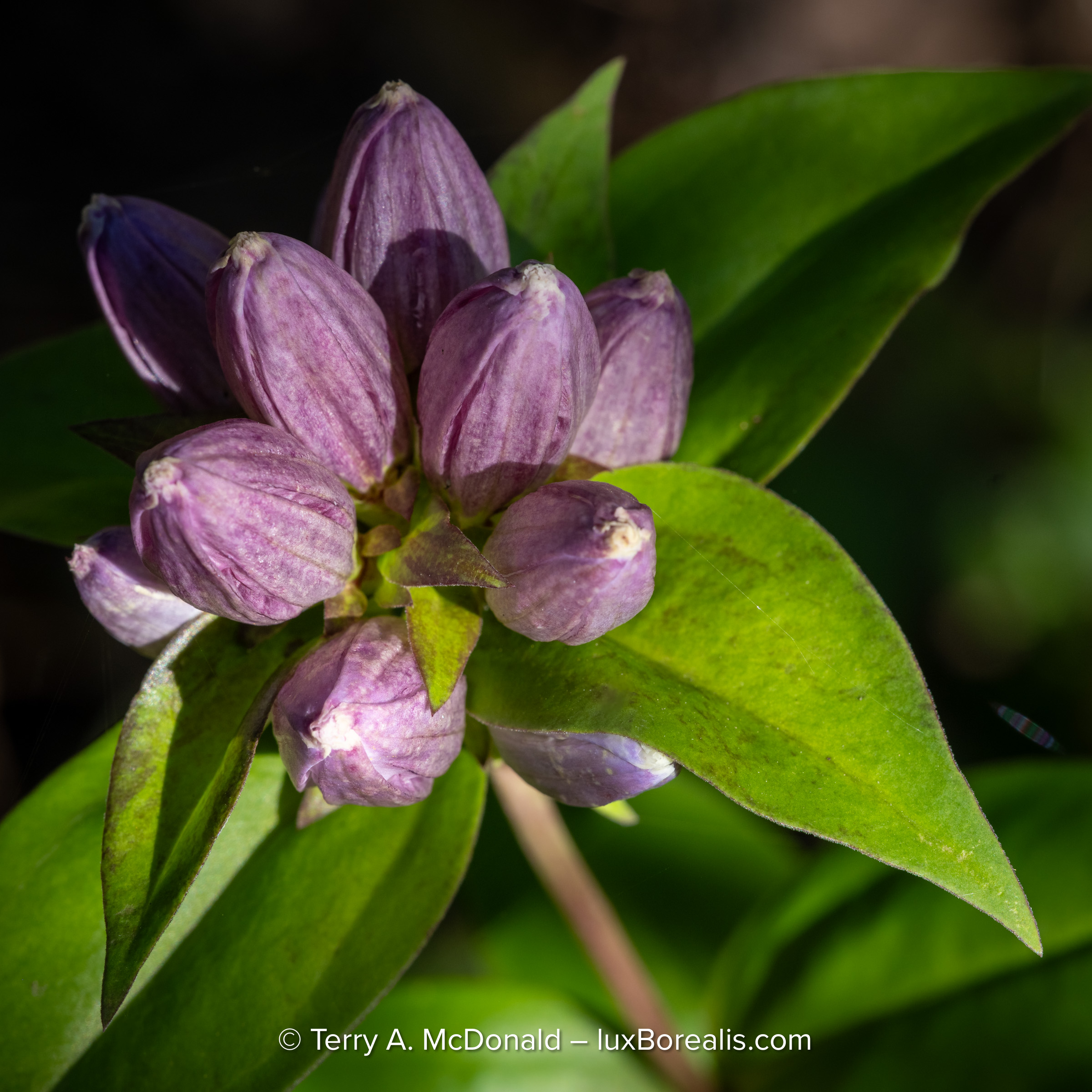 Close-up photograph of a Bottle Gentian flower in Ontario, captured with a Fujifilm GFX 100S II.