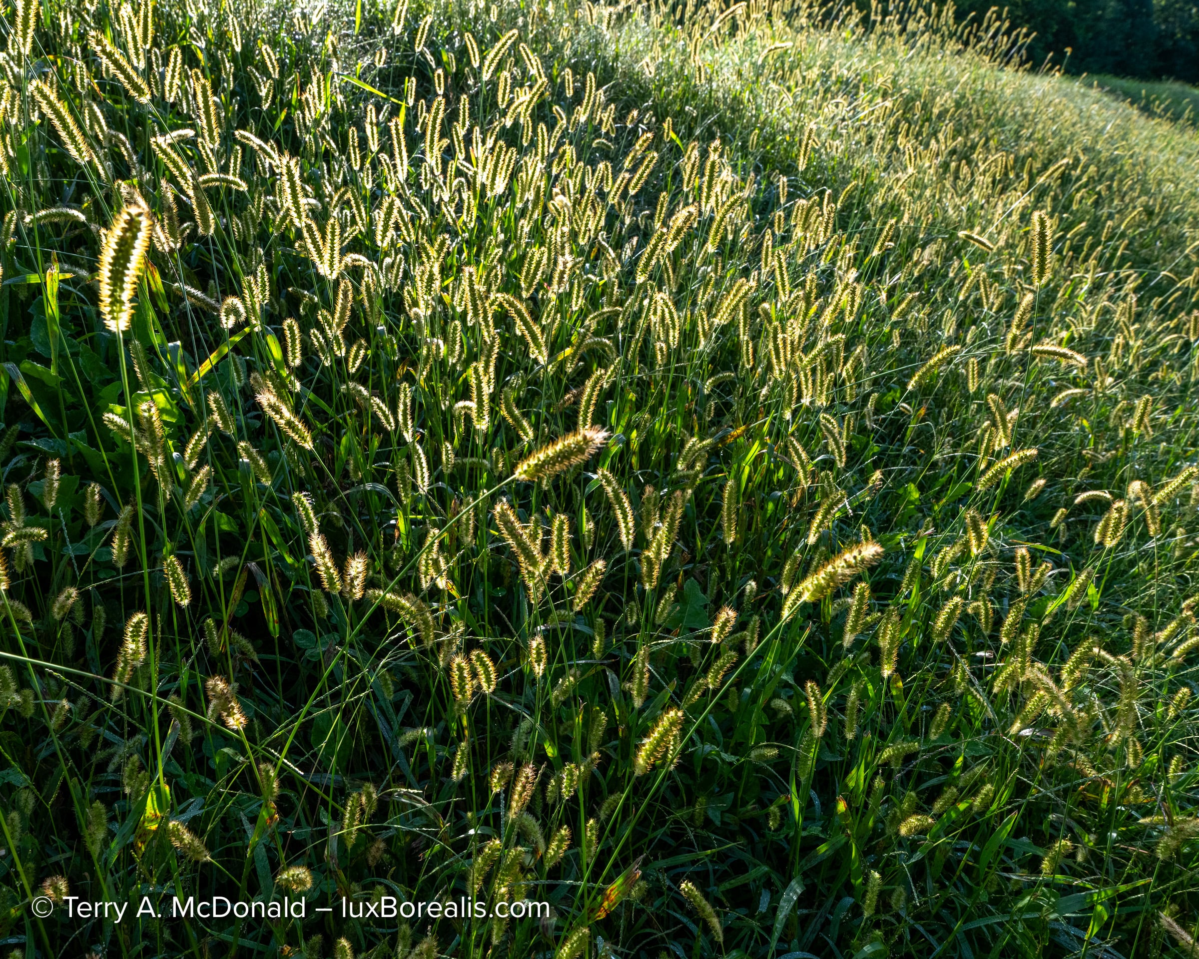 Fujifilm GFX 100S II photograph showing summer light across a natural landscape in Ontario.