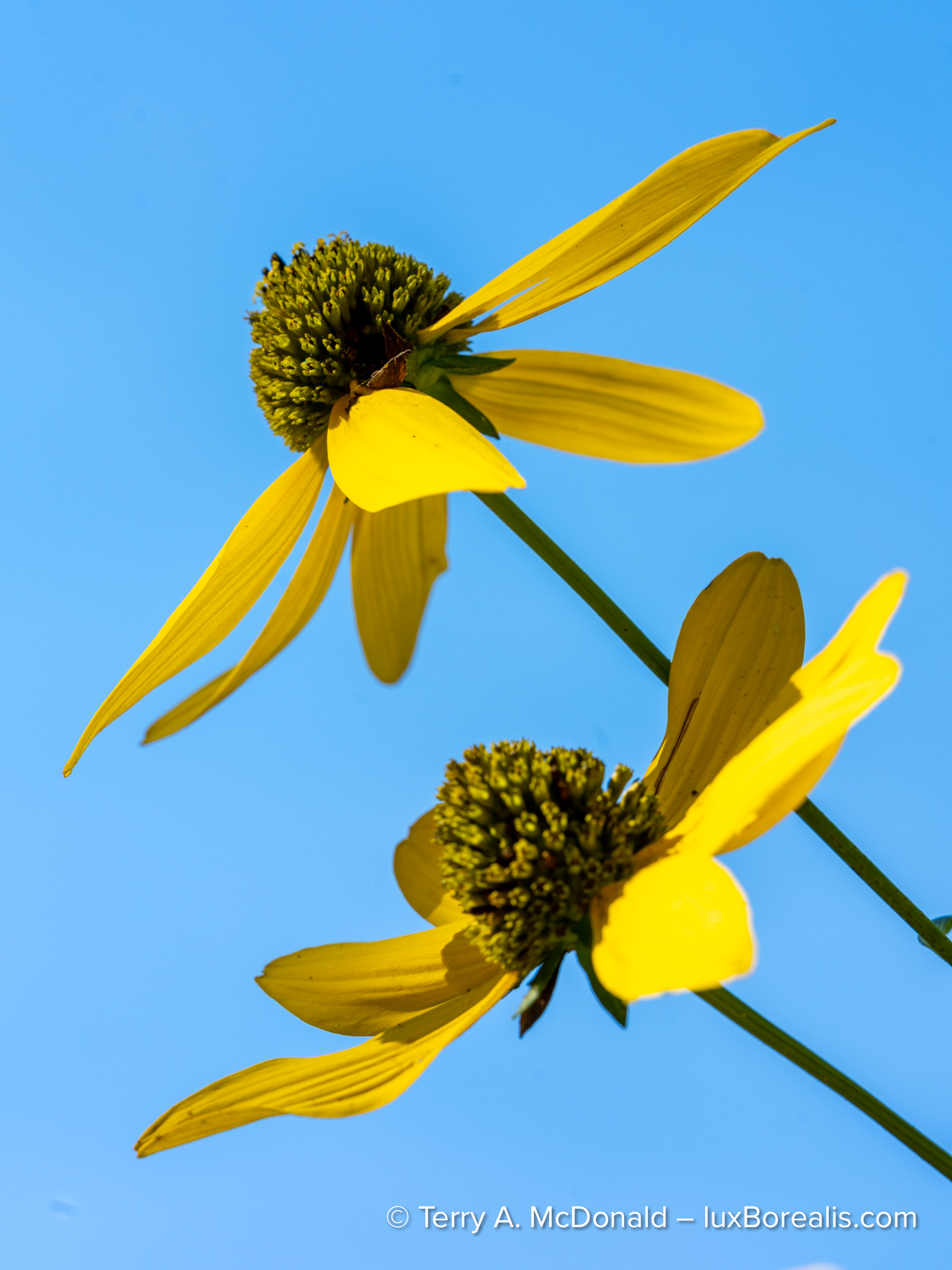 Close-up photograph of a Cutleaf Coneflower in Ontario, captured with a Fujifilm GFX 100S II.
