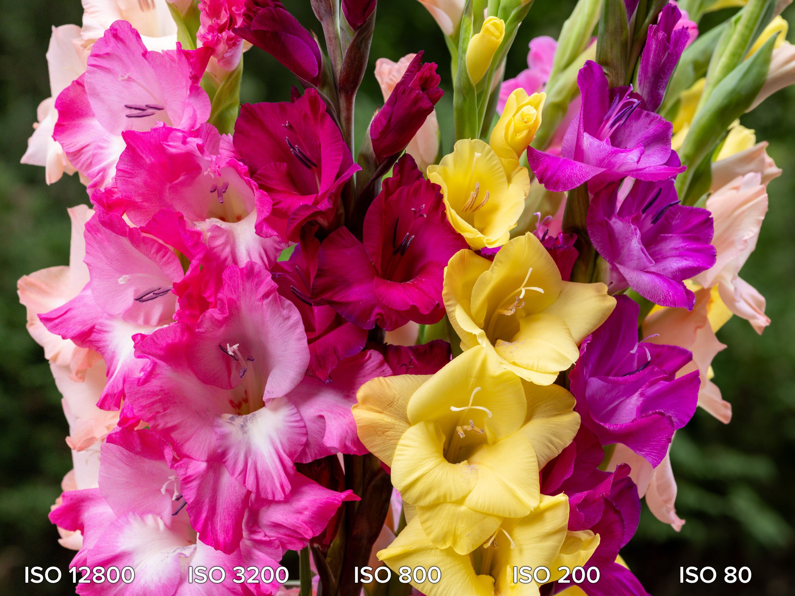 ISO comparison photographs captured with the Fujifilm GFX 100S II and Fujinon GF 120mm Macro lens.